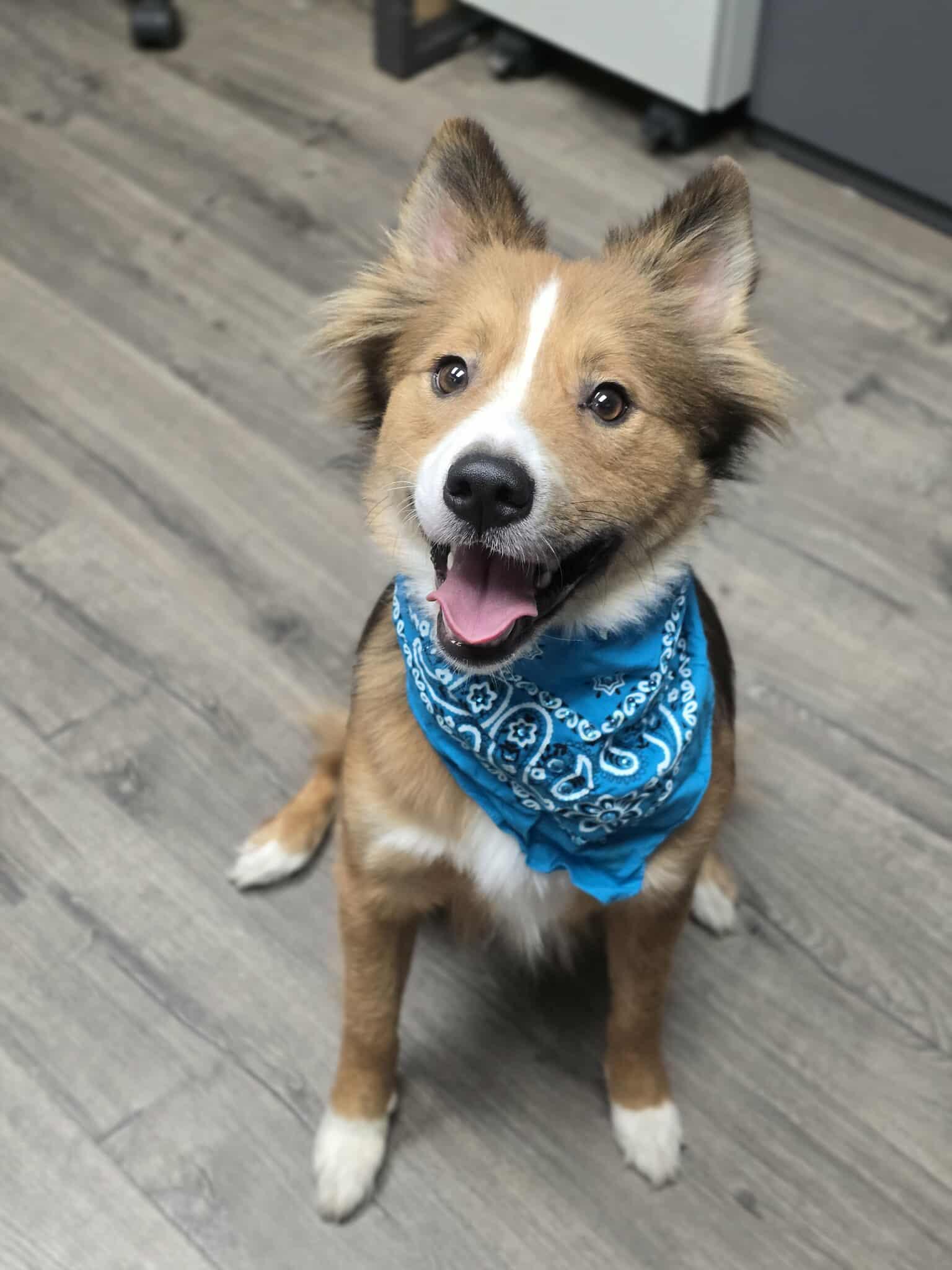 Enlarge Zorro, an adoptable mixed breed in Fort Collins, CO image 2/5