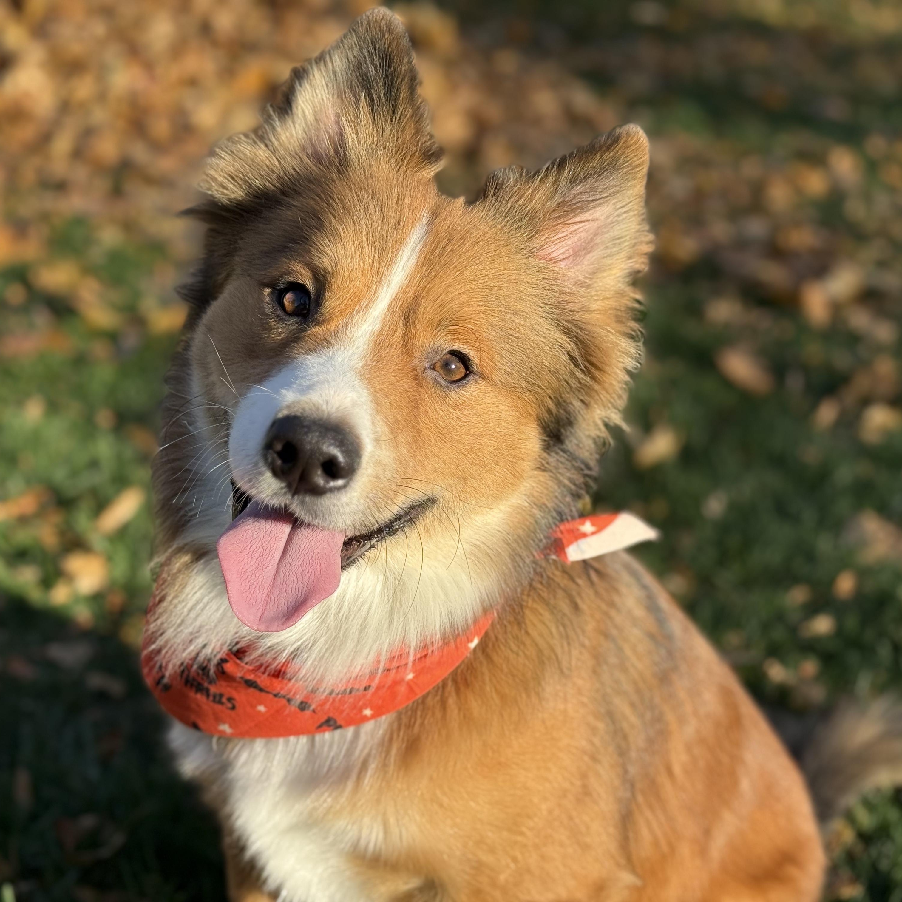 Enlarge Zorro, an adoptable mixed breed in Fort Collins, CO image 1/5