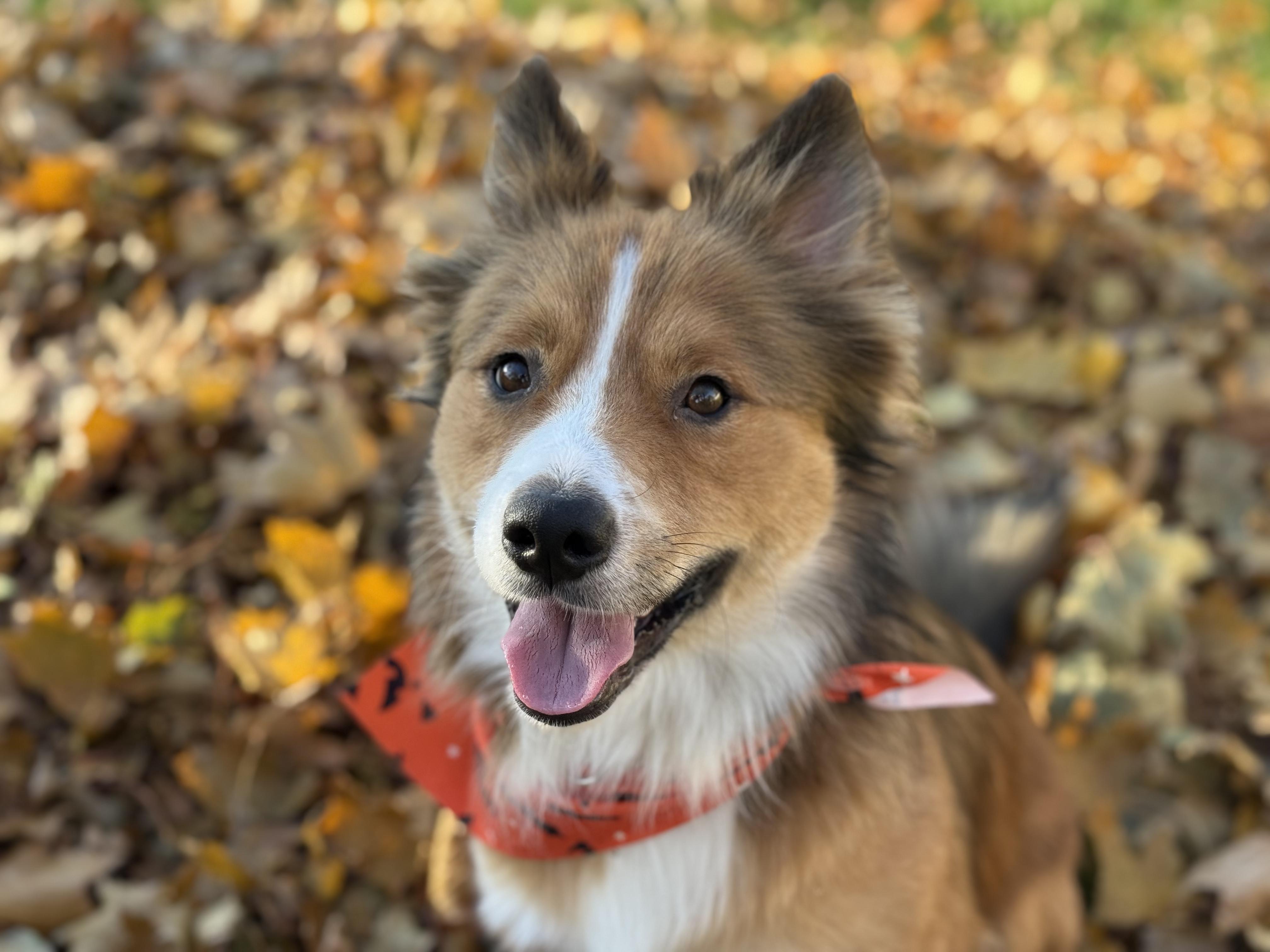 Enlarge Zorro, an adoptable mixed breed in Fort Collins, CO image 3/5