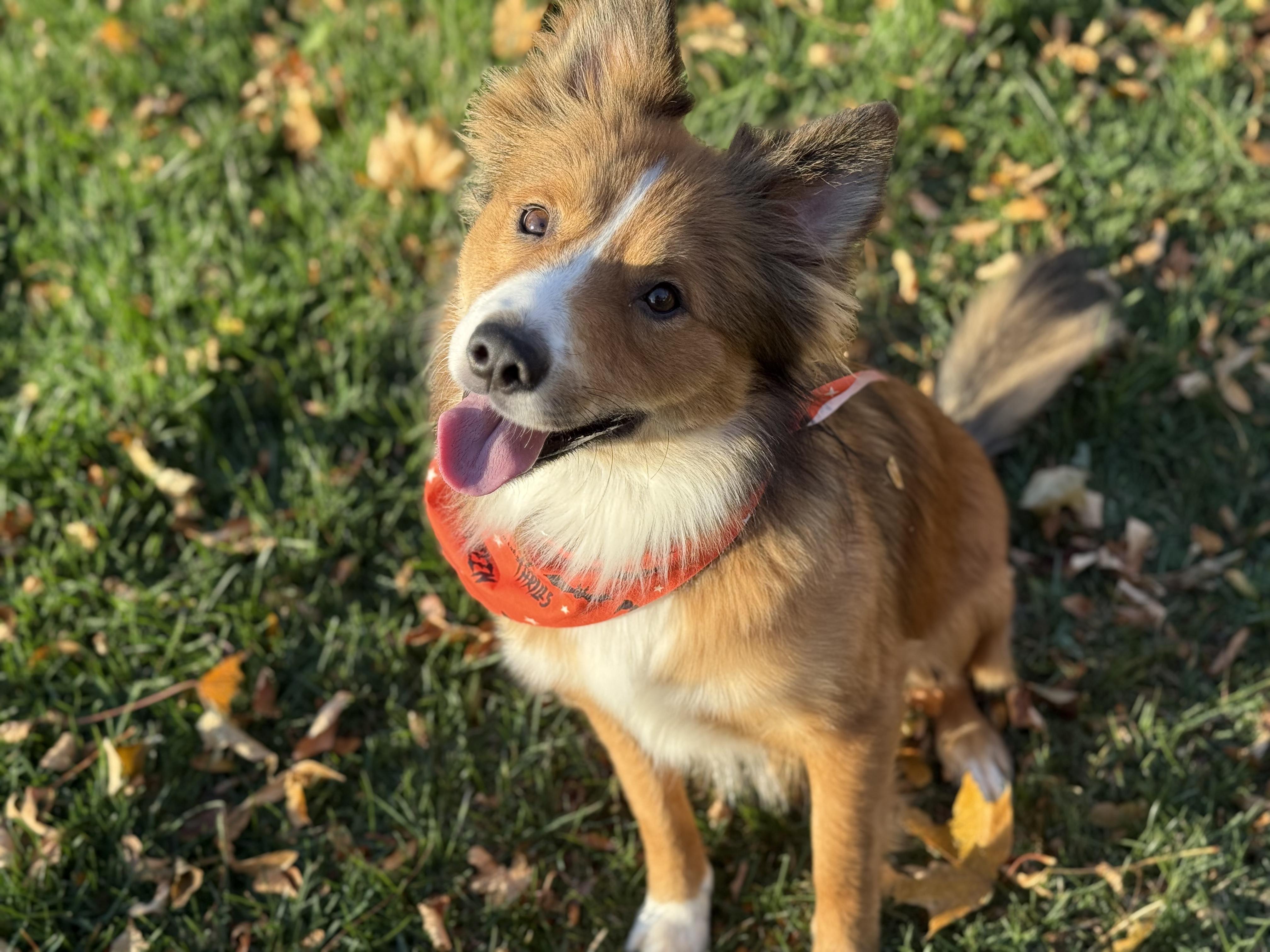 Enlarge Zorro, an adoptable mixed breed in Fort Collins, CO image 5/5