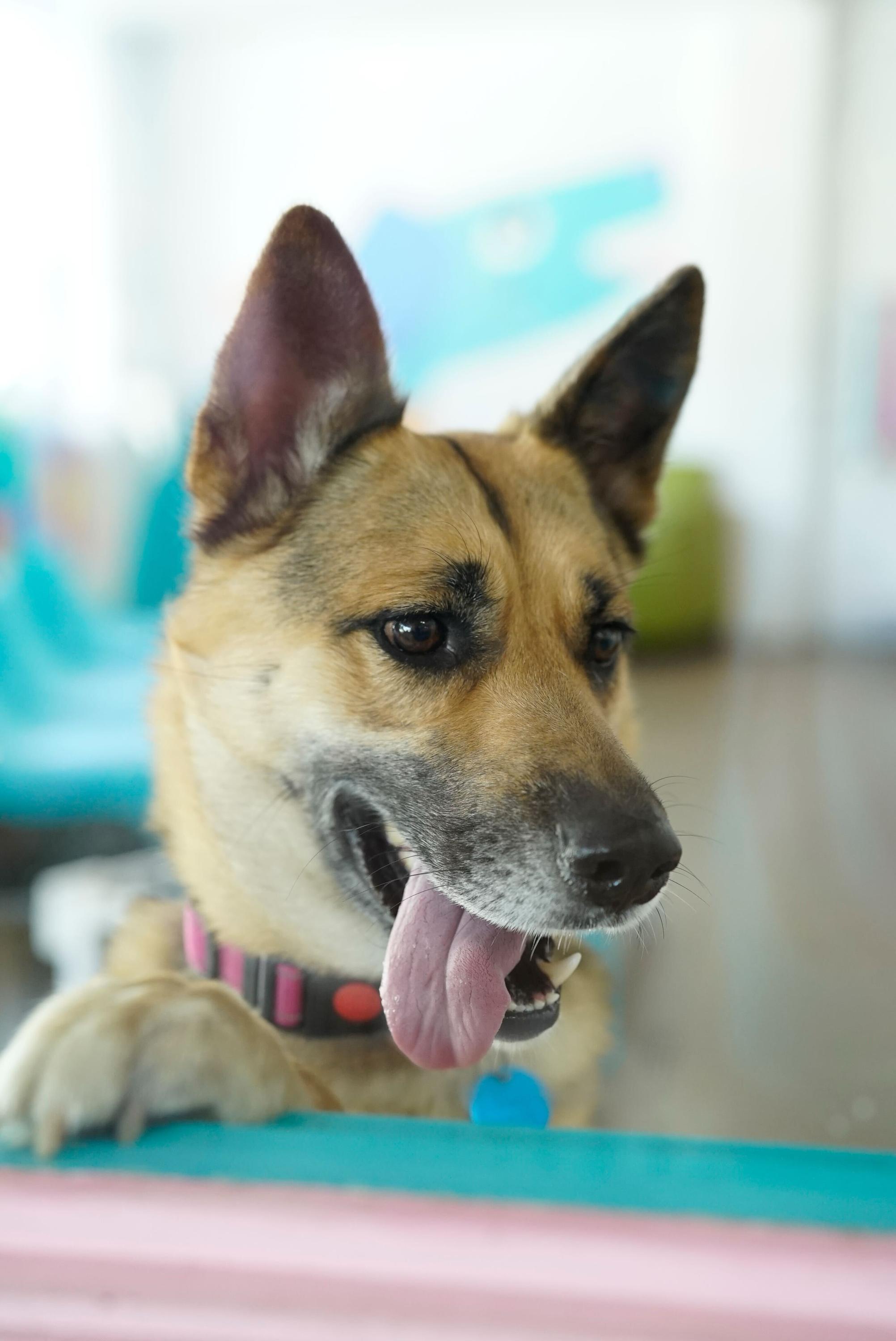 Mona, a Adoptable German Shepherd Dog in Pasadena, CA image 4/6