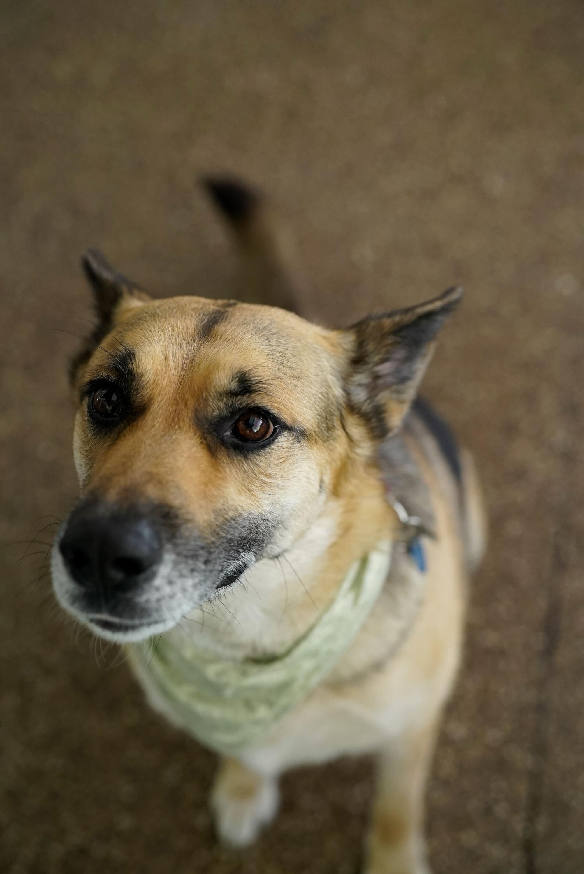 Mona, a Adoptable German Shepherd Dog in Pasadena, CA image 6/6