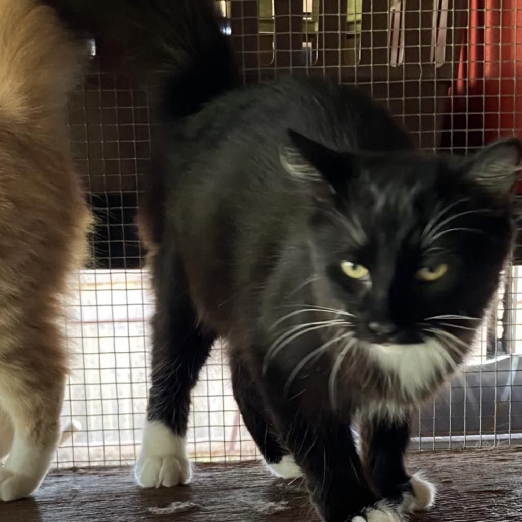 Kamik (Boots), Adoptable, Adult Male Maine Coon.