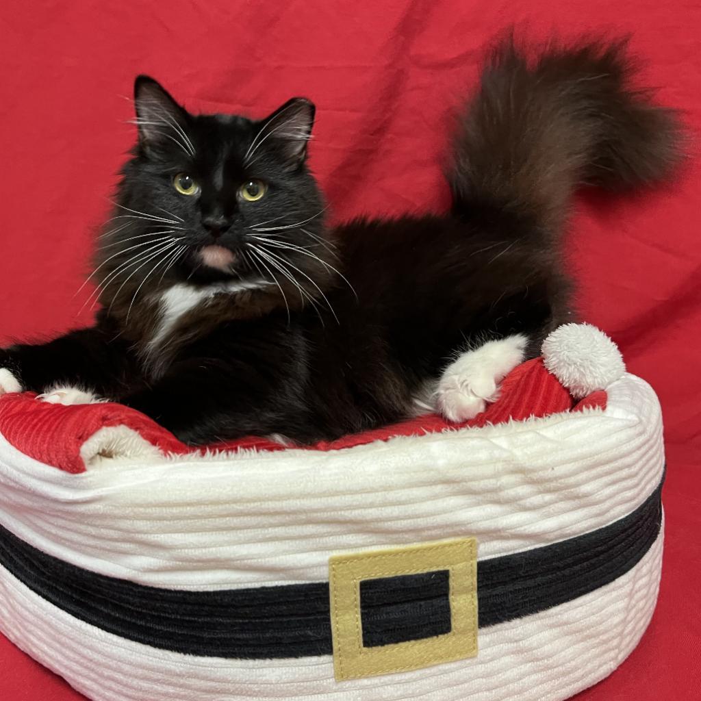 Enlarge Kamik (Boots), a Adoptable Maine Coon in Folsom, LA image 2/2