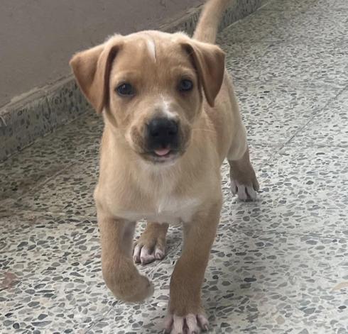 Teddy, Adoptable, Puppy Male Labrador Retriever.