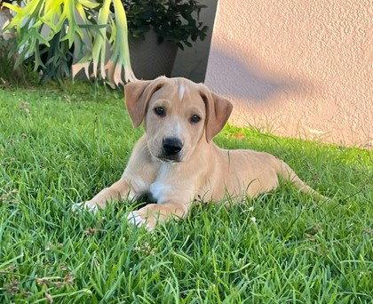 Enlarge Teddy, a Adoptable Labrador Retriever in Lake Hopatcong, NJ image 2/3