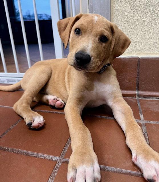 Enlarge Teddy, a Adoptable Labrador Retriever in Lake Hopatcong, NJ image 3/3