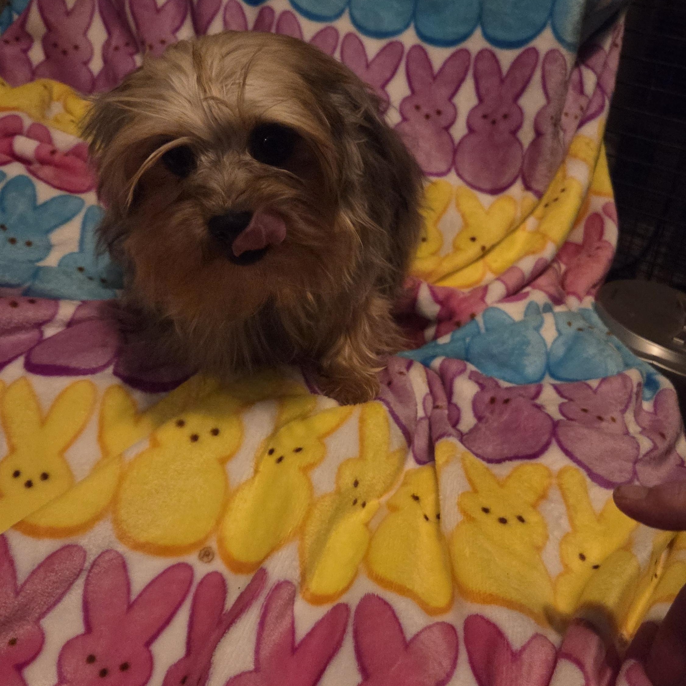 JIM BOB, ADOPTABLE, Puppy Male Yorkshire Terrier.