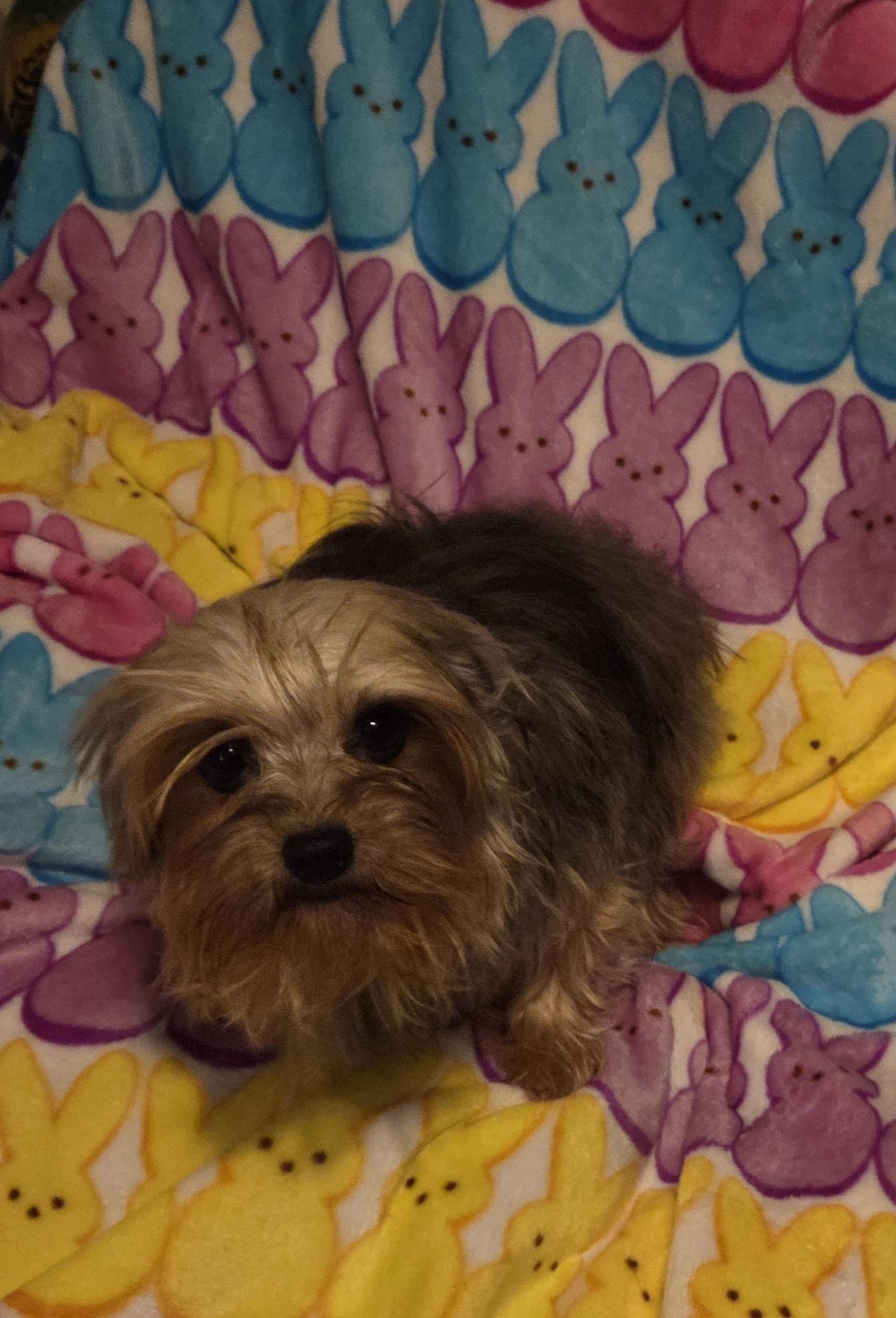 Enlarge JIM BOB, a ADOPTABLE Yorkshire Terrier in Woodsfield, OH image 3/5