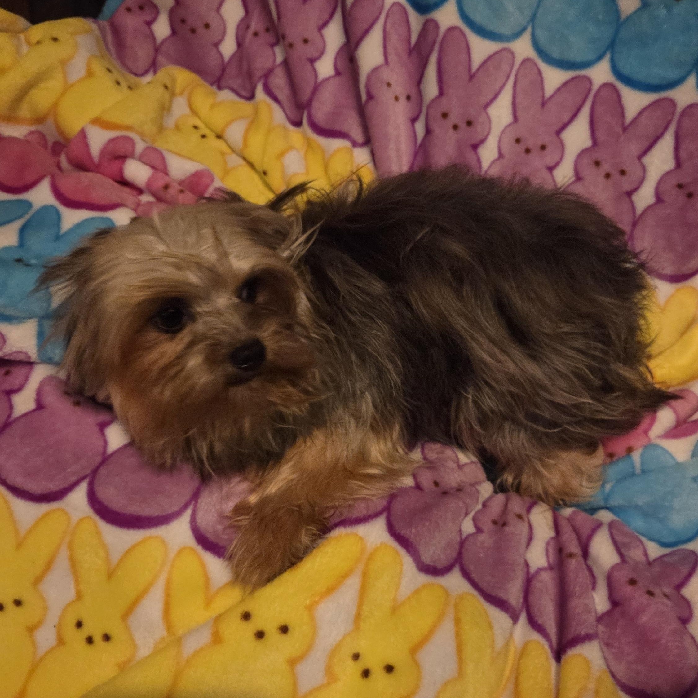 Enlarge JIM BOB, a ADOPTABLE Yorkshire Terrier in Woodsfield, OH image 4/5