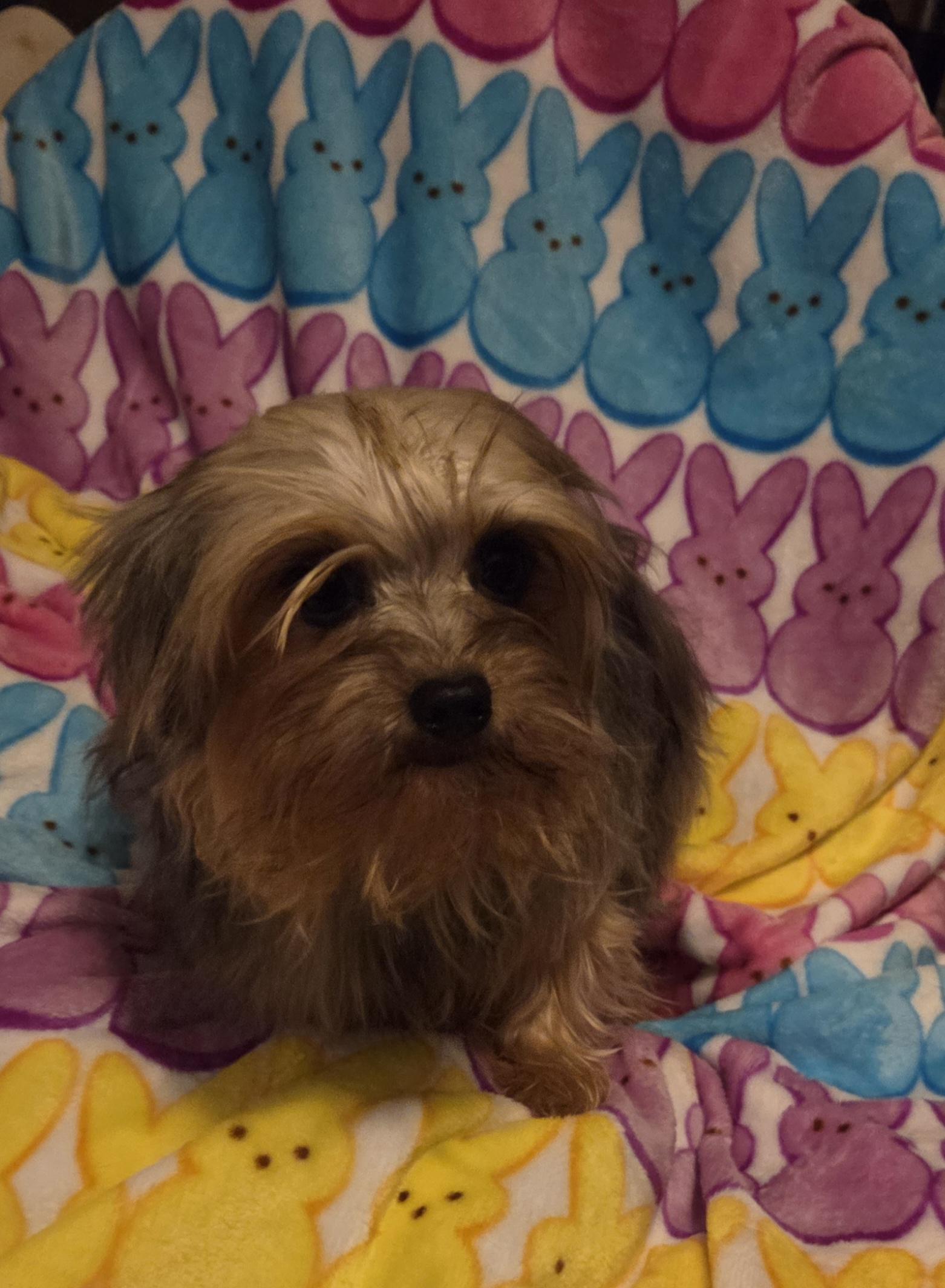 Enlarge JIM BOB, a ADOPTABLE Yorkshire Terrier in Woodsfield, OH image 5/5