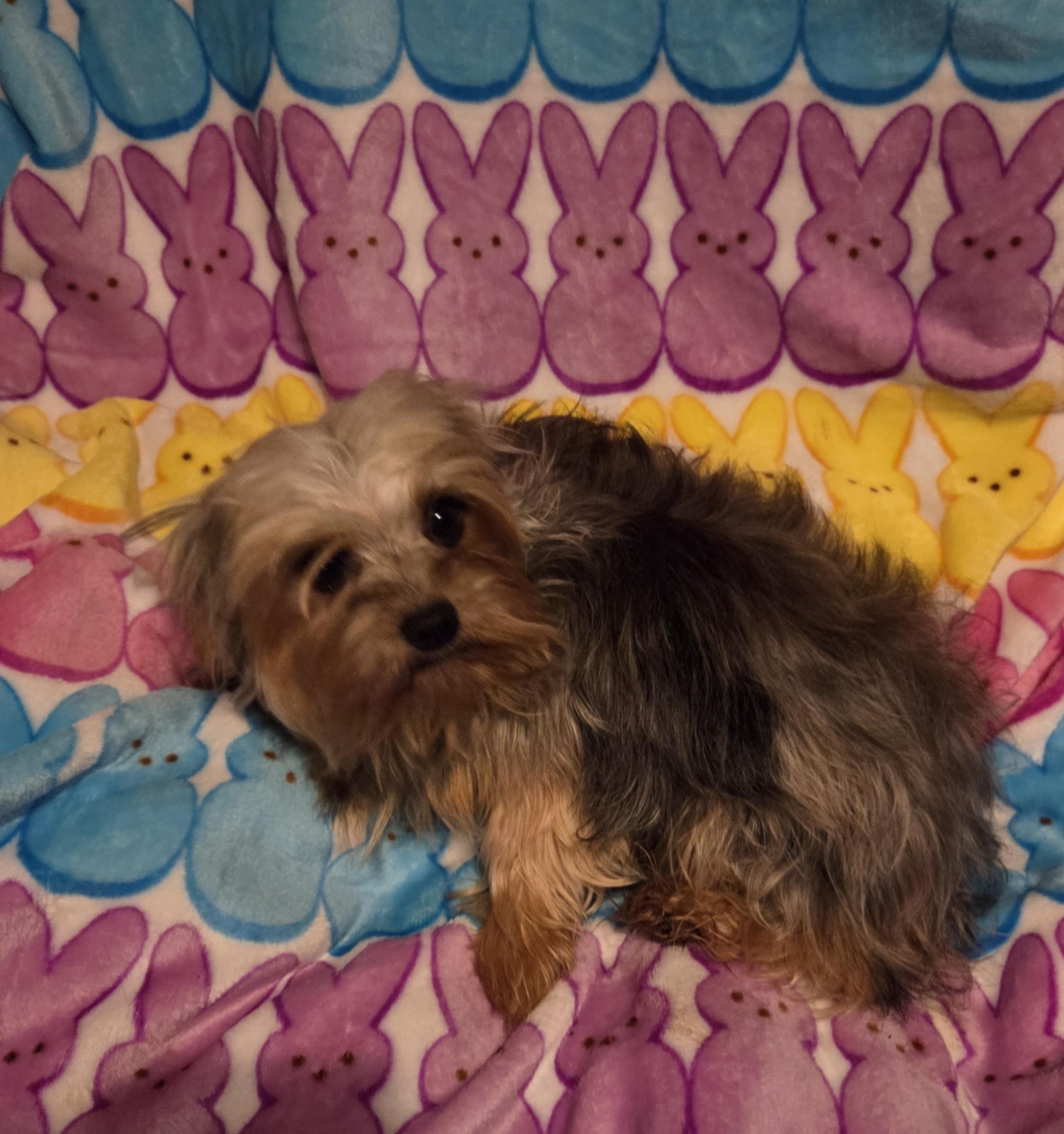 Enlarge JIM BOB, a ADOPTABLE Yorkshire Terrier in Woodsfield, OH image 2/5