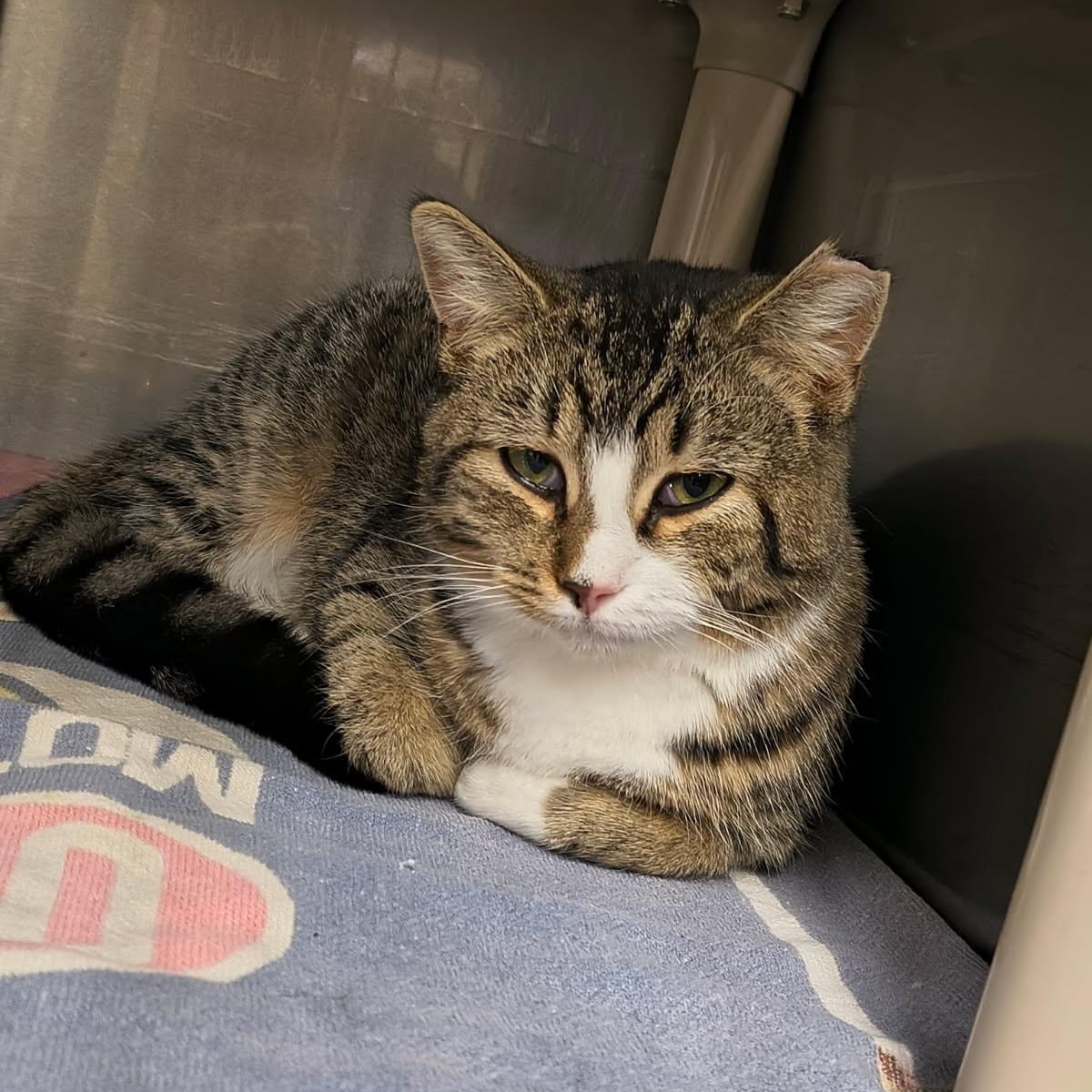 Asia, ADOPTABLE, Young Female Domestic Short Hair.