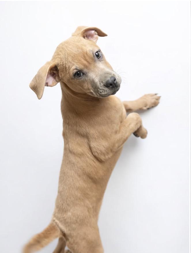 Enlarge Gouda - My mom is a PUG! I am little!, an adoptable mixed breed in Austin, TX image 5/5