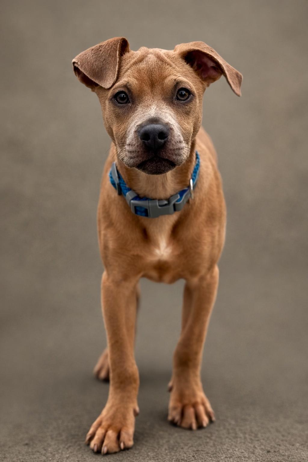 Enlarge Gouda - My mom is a PUG! I am little!, an adoptable mixed breed in Austin, TX image 2/5