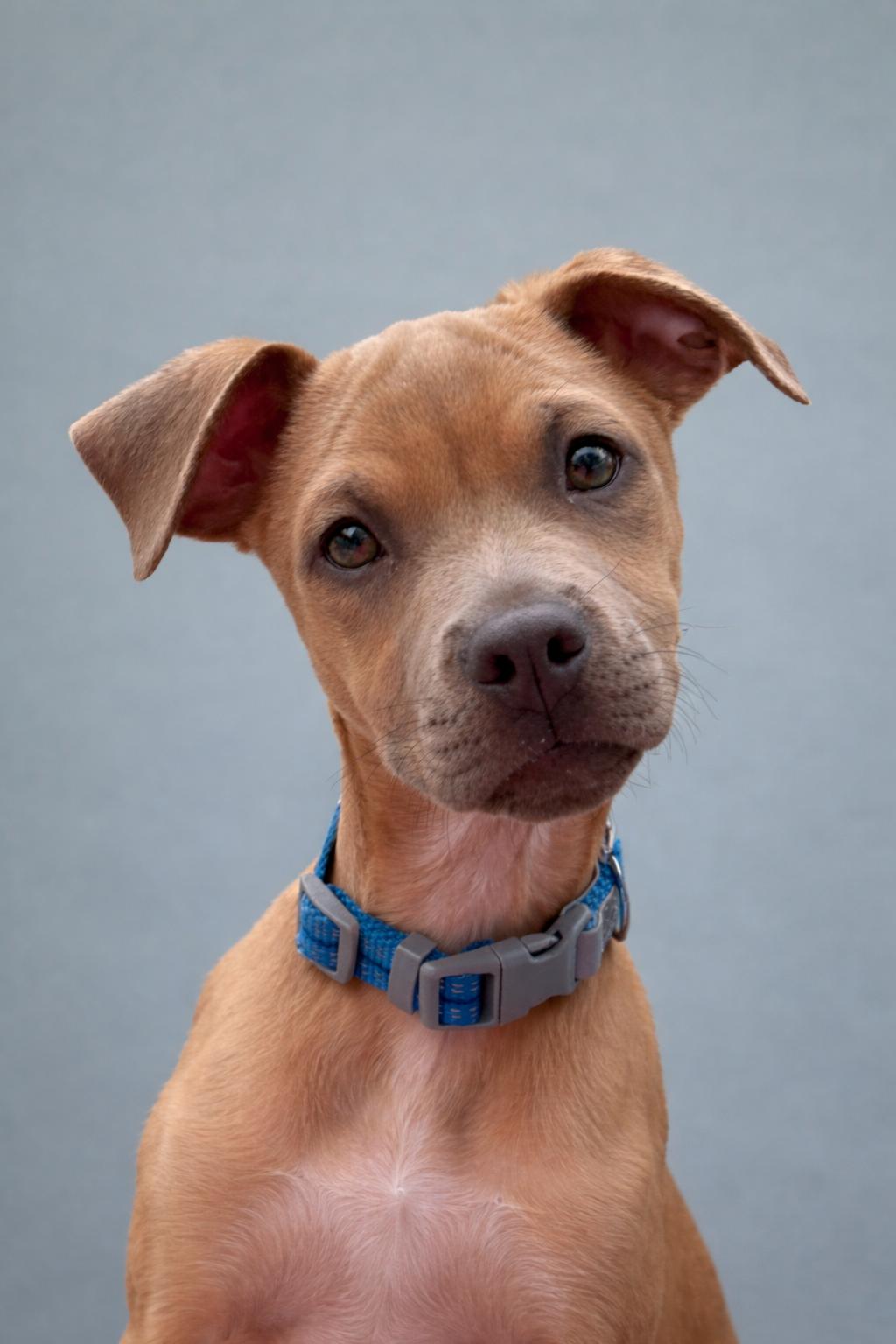 Enlarge Gouda - My mom is a PUG! I am little!, an adoptable mixed breed in Austin, TX image 1/5