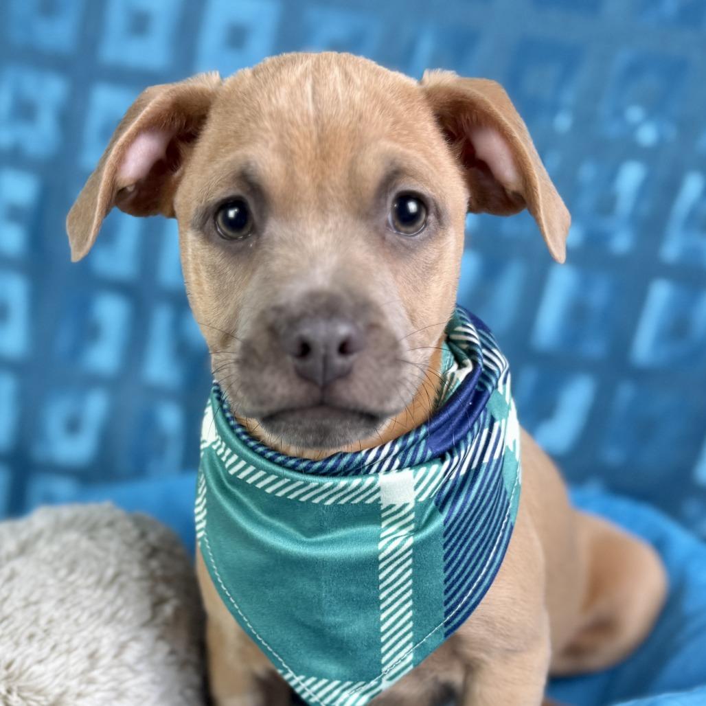 Enlarge Gouda - My mom is a PUG! I am little!, an adoptable mixed breed in Austin, TX image 4/5