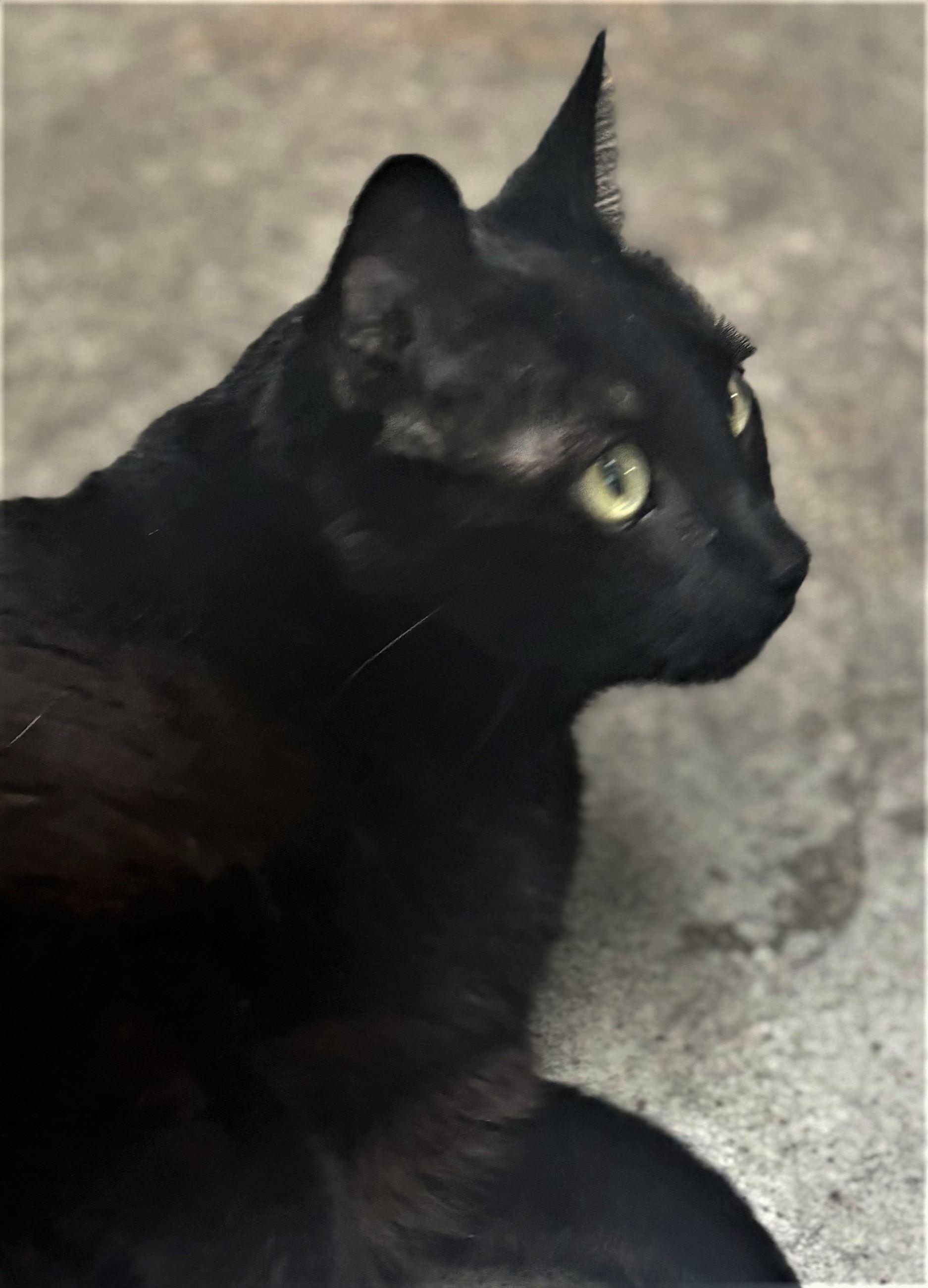 Enlarge Stormi, an adopted Domestic Short Hair in Iowa City, IA image 2/2