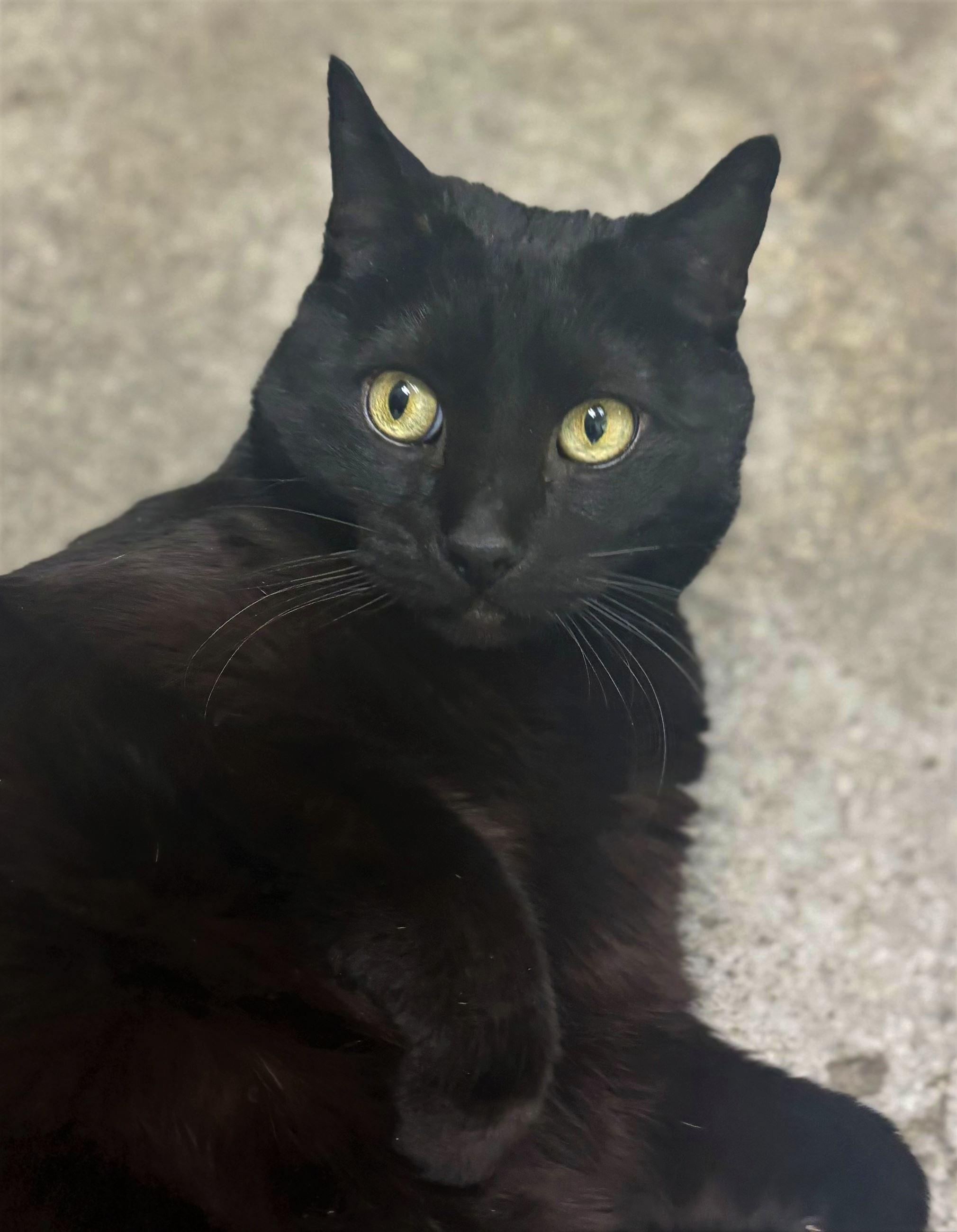 Stormi, adopted, Senior Female Domestic Short Hair.