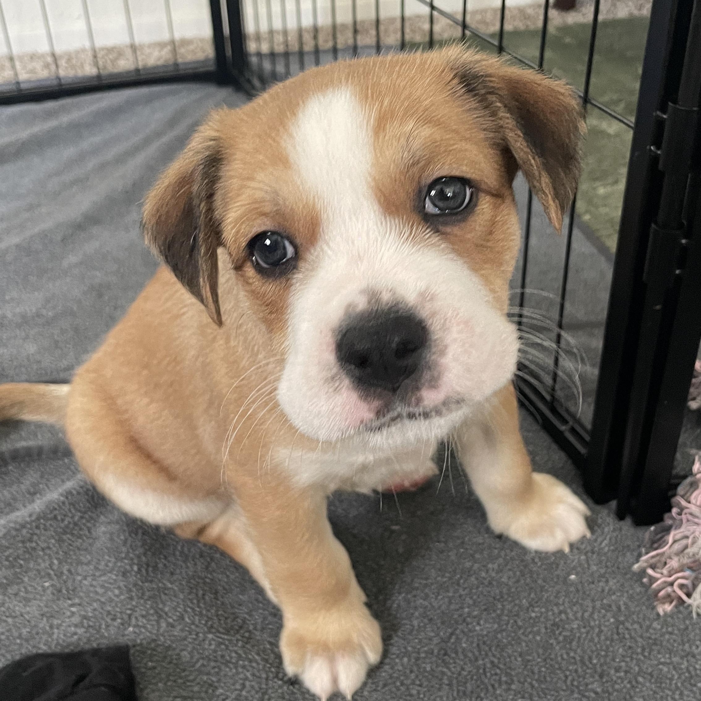 Enlarge Macchiato, a Adoptable mixed breed in San Diego, CA image 1/4