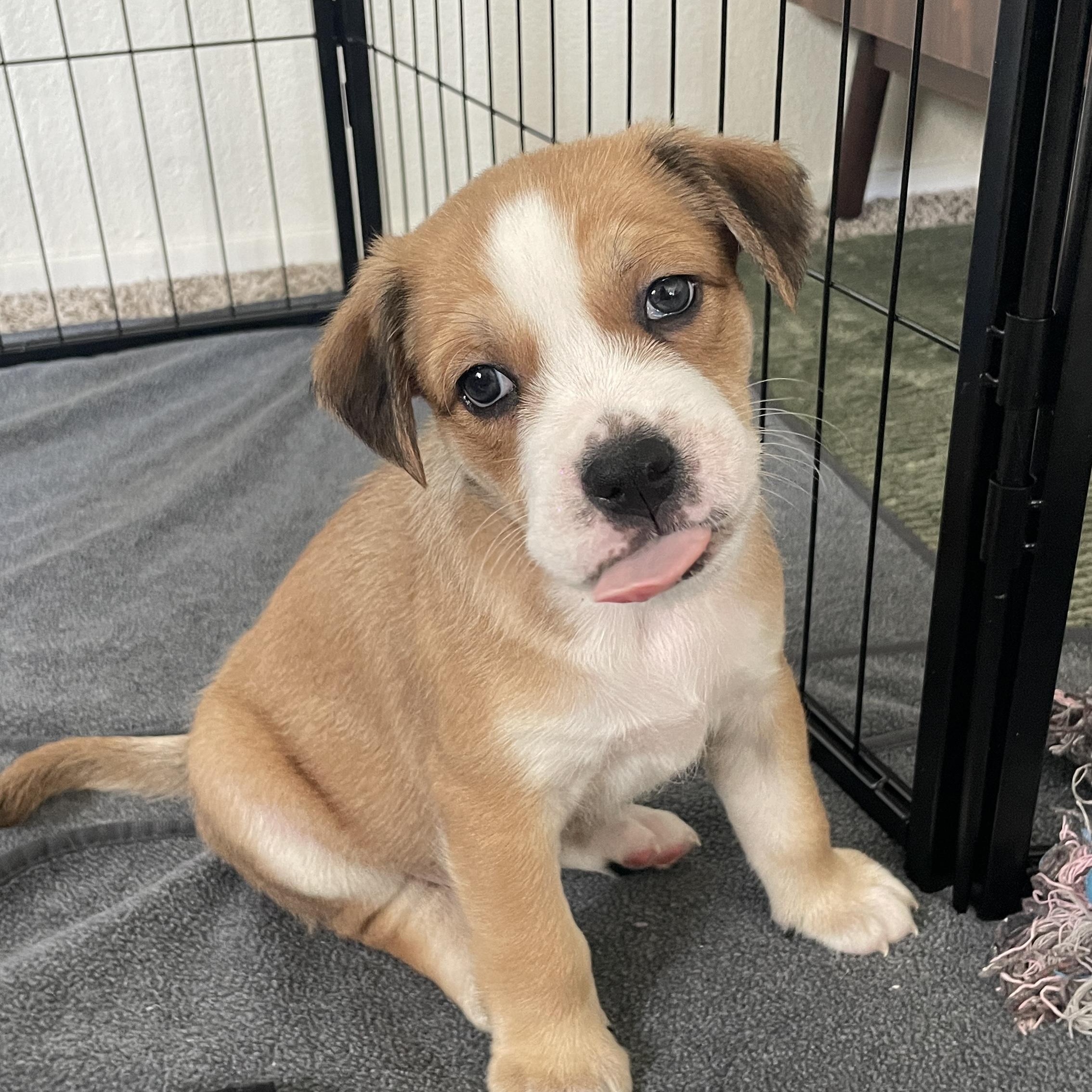 Enlarge Macchiato, a Adoptable mixed breed in San Diego, CA image 2/4