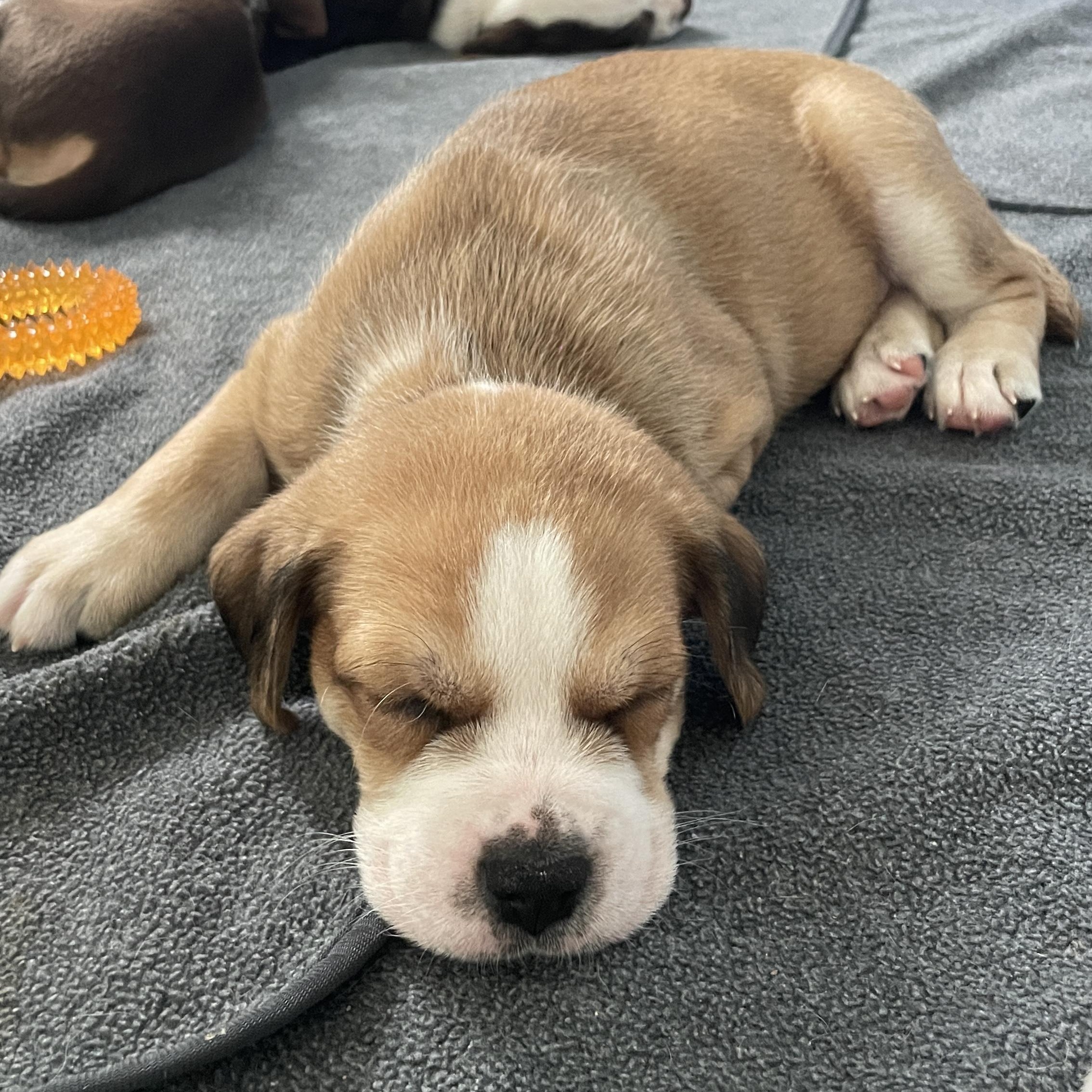 Enlarge Macchiato, a Adoptable mixed breed in San Diego, CA image 3/4