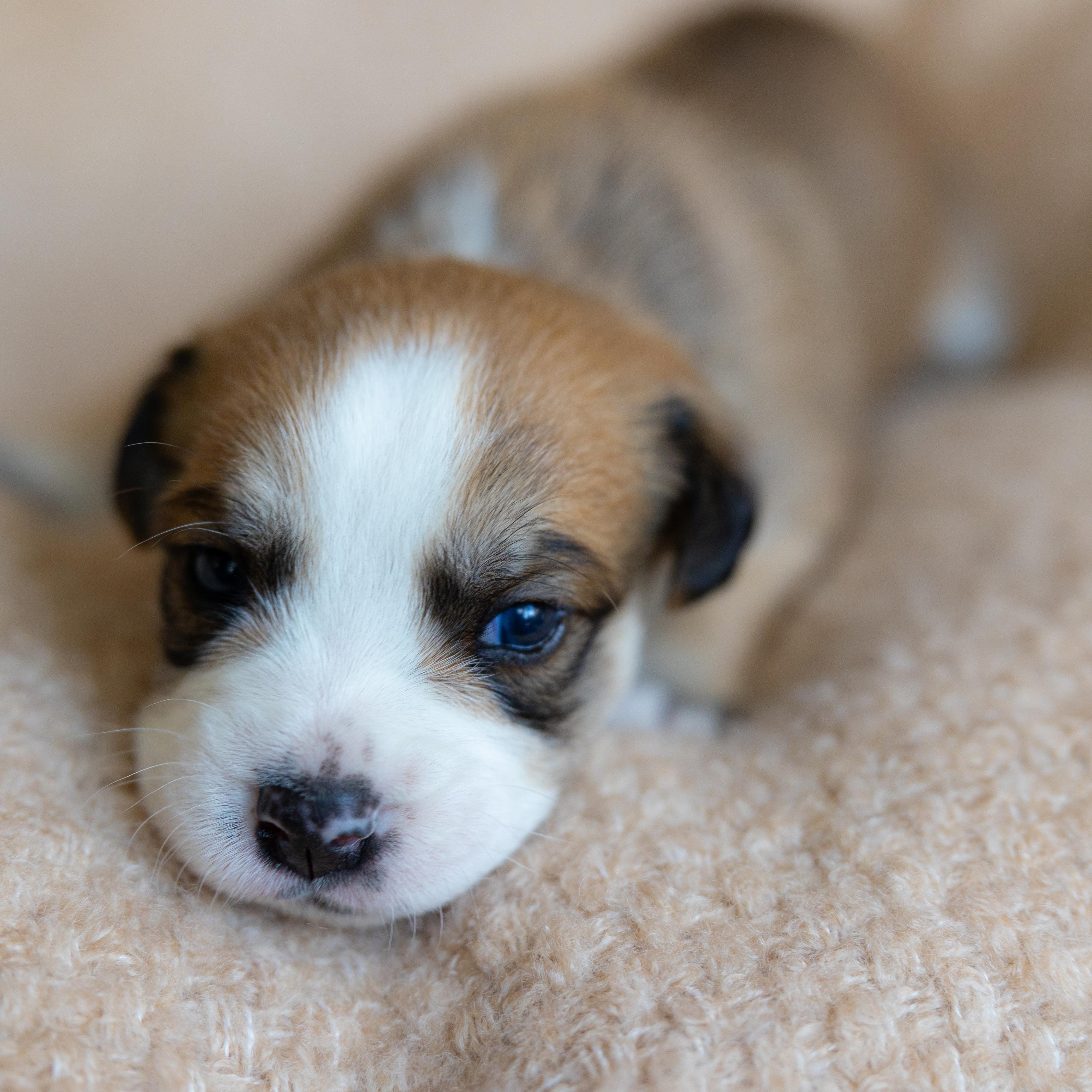 Enlarge Macchiato, a Adoptable mixed breed in San Diego, CA image 4/4