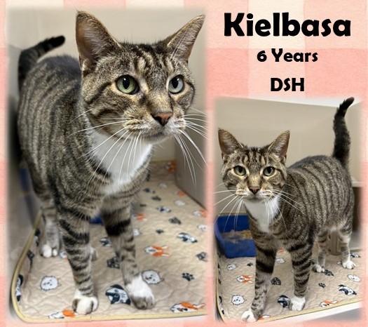 Enlarge Kielbasa, a ADOPTABLE Domestic Short Hair in Franklin, IN image 1/1