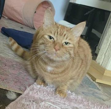 Louie, Adoptable, Adult Male Tabby.