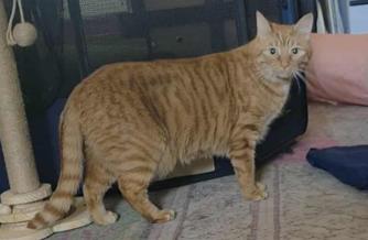 Louie, a Adoptable Tabby in Norwich, CT image 5/5