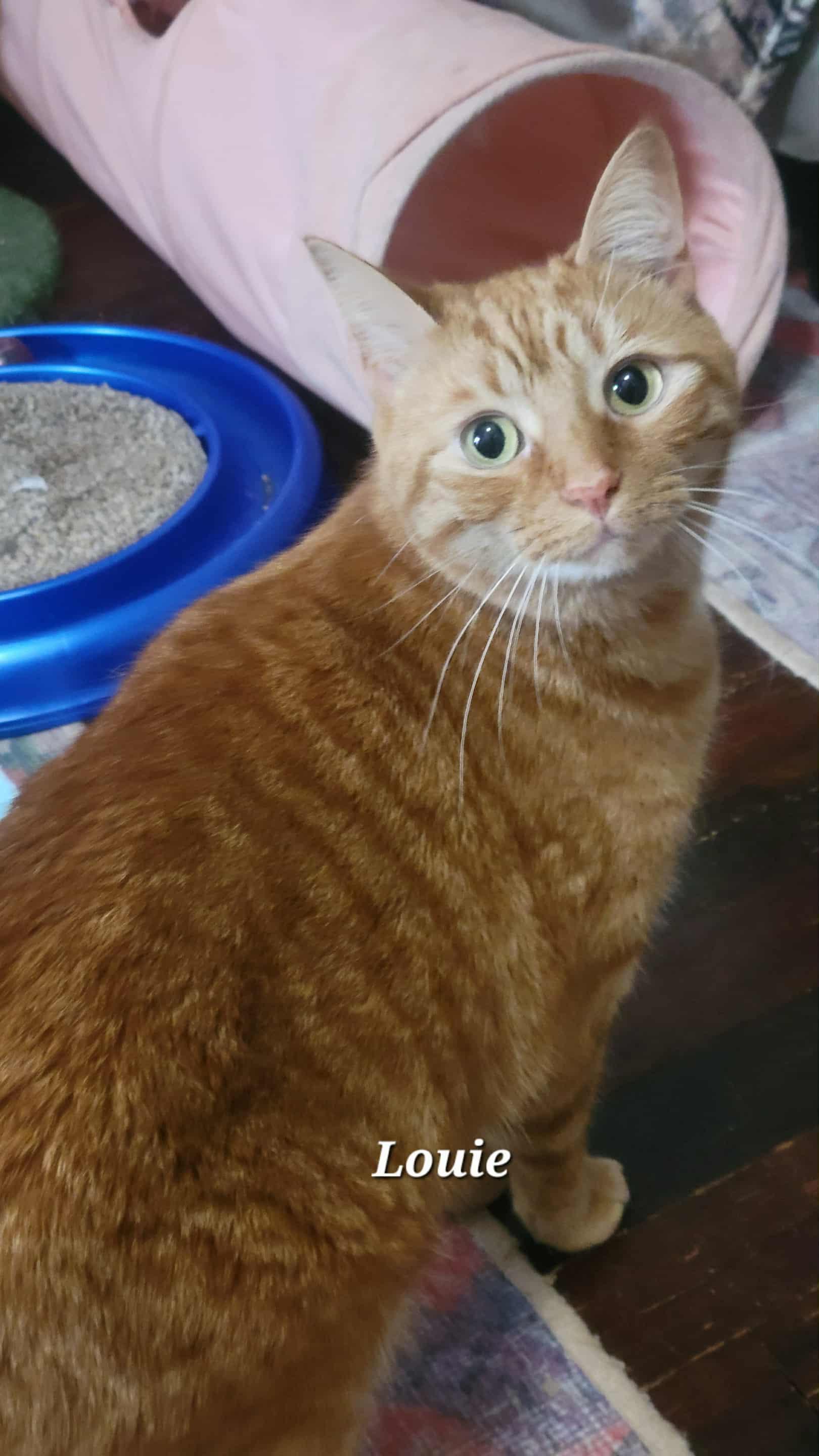 Louie, a Adoptable Tabby in Norwich, CT image 4/5