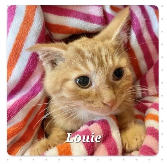 Louie, a Adoptable Tabby in Norwich, CT image 2/5