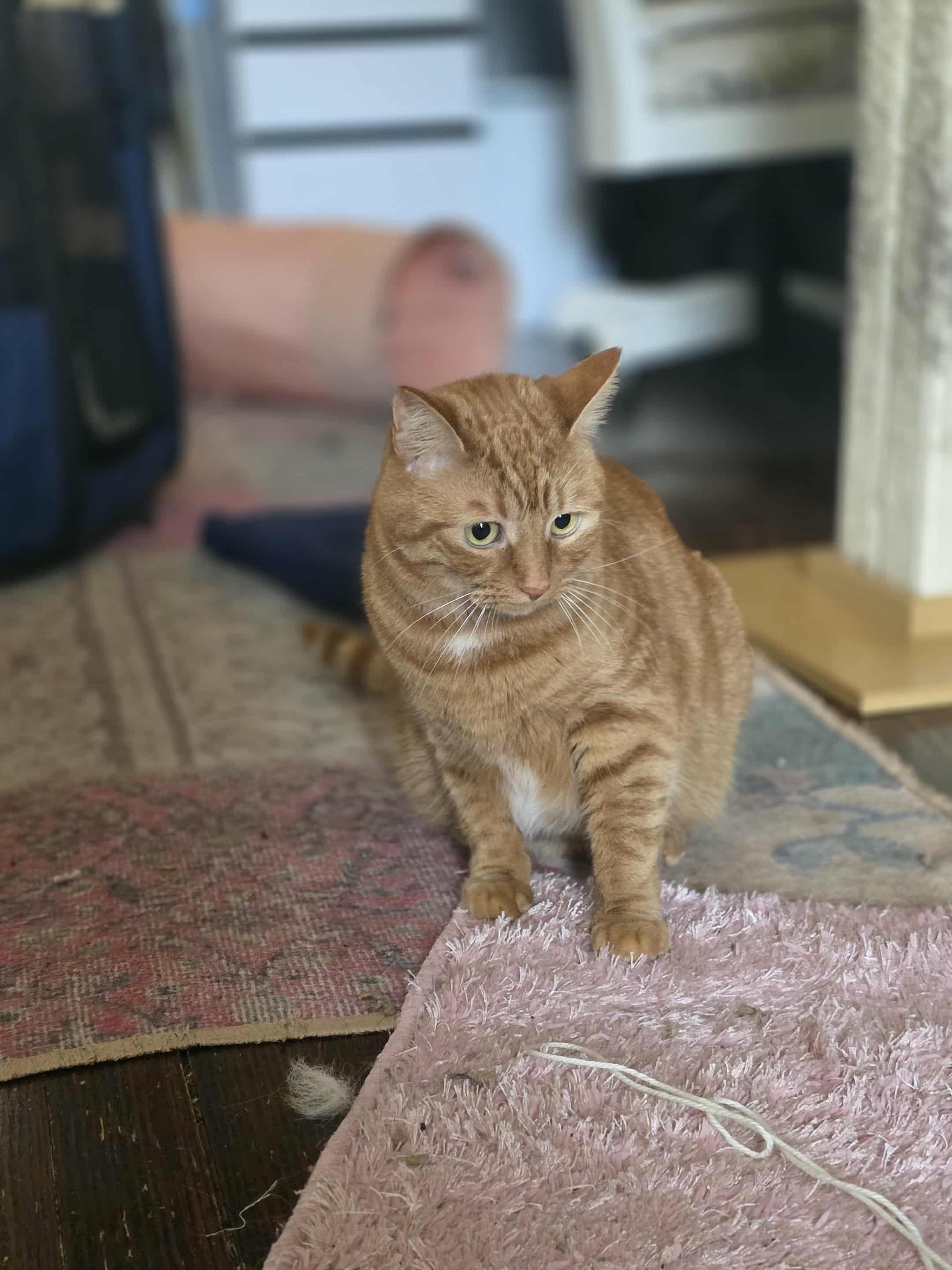 Louie, a Adoptable Tabby in Norwich, CT image 3/5