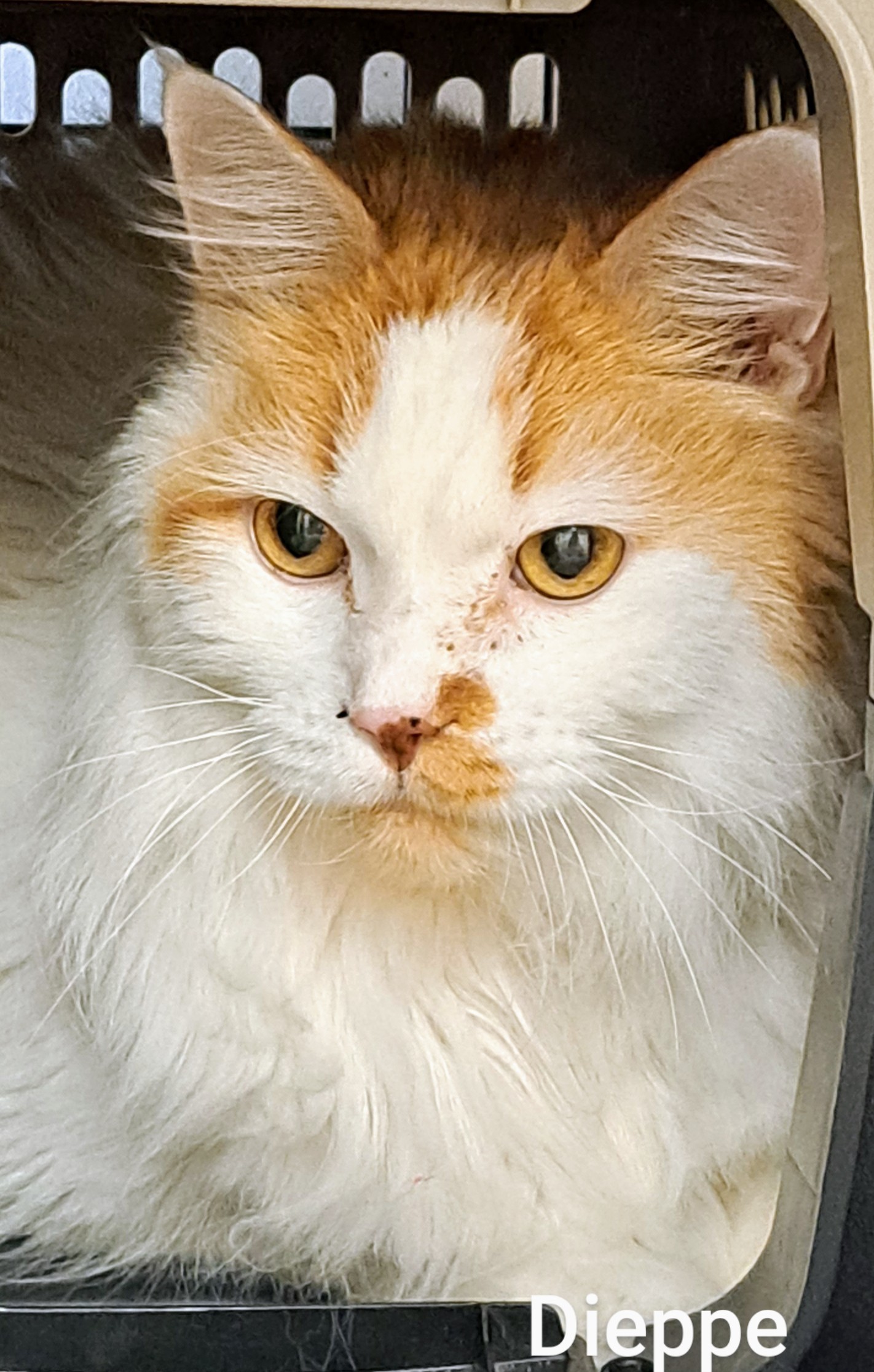 Dieppe, an adopted Domestic Medium Hair in Maple Ridge, BC_image-1