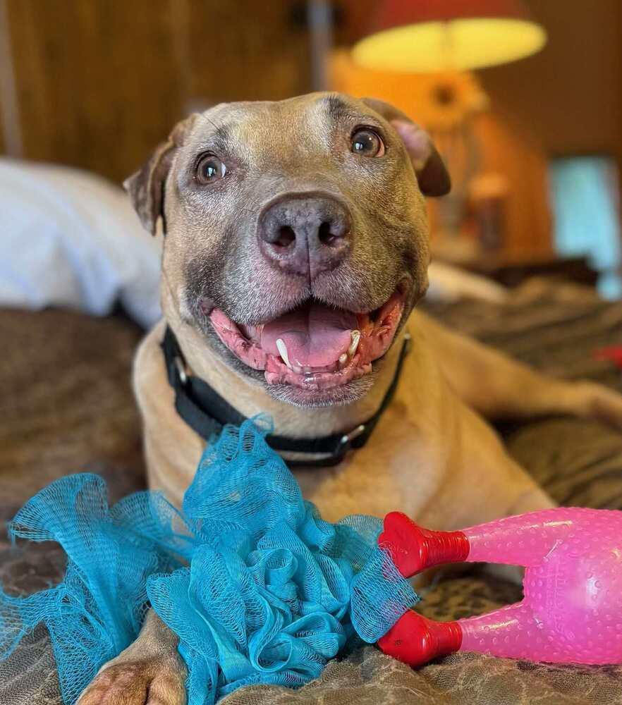 Enlarge Pax, a Adoptable American Bulldog in Milton, FL image 3/6