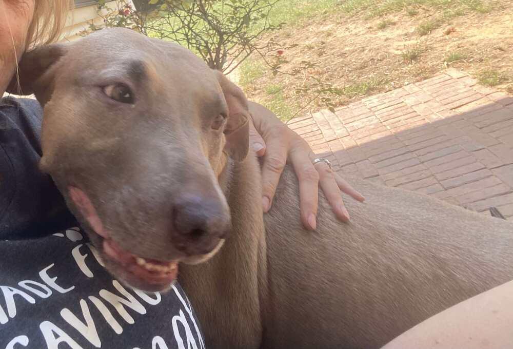 Enlarge Pax, a Adoptable American Bulldog in Milton, FL image 4/6