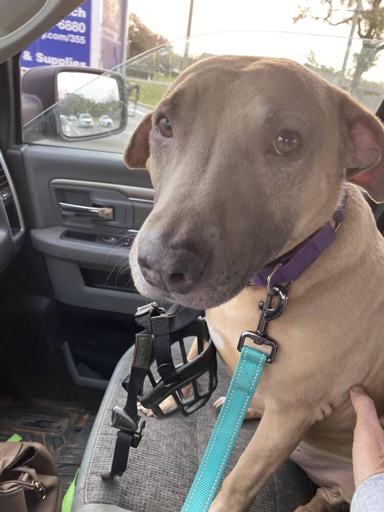 Enlarge Pax, a Adoptable American Bulldog in Milton, FL image 5/6