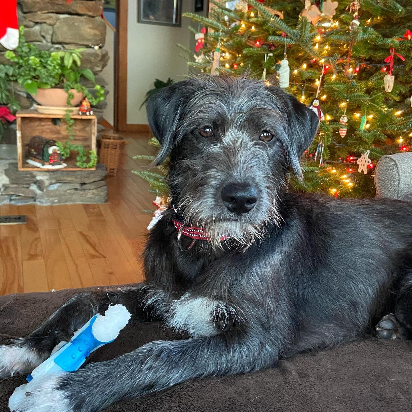 Frankie, ADOPTABLE, Young Male Mixed Breed.