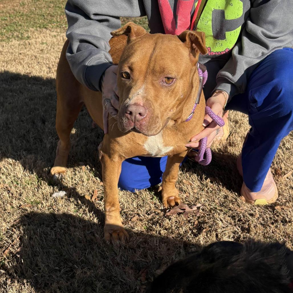 London/Karma, Adoptable, Adult Female American Staffordshire Terrier.