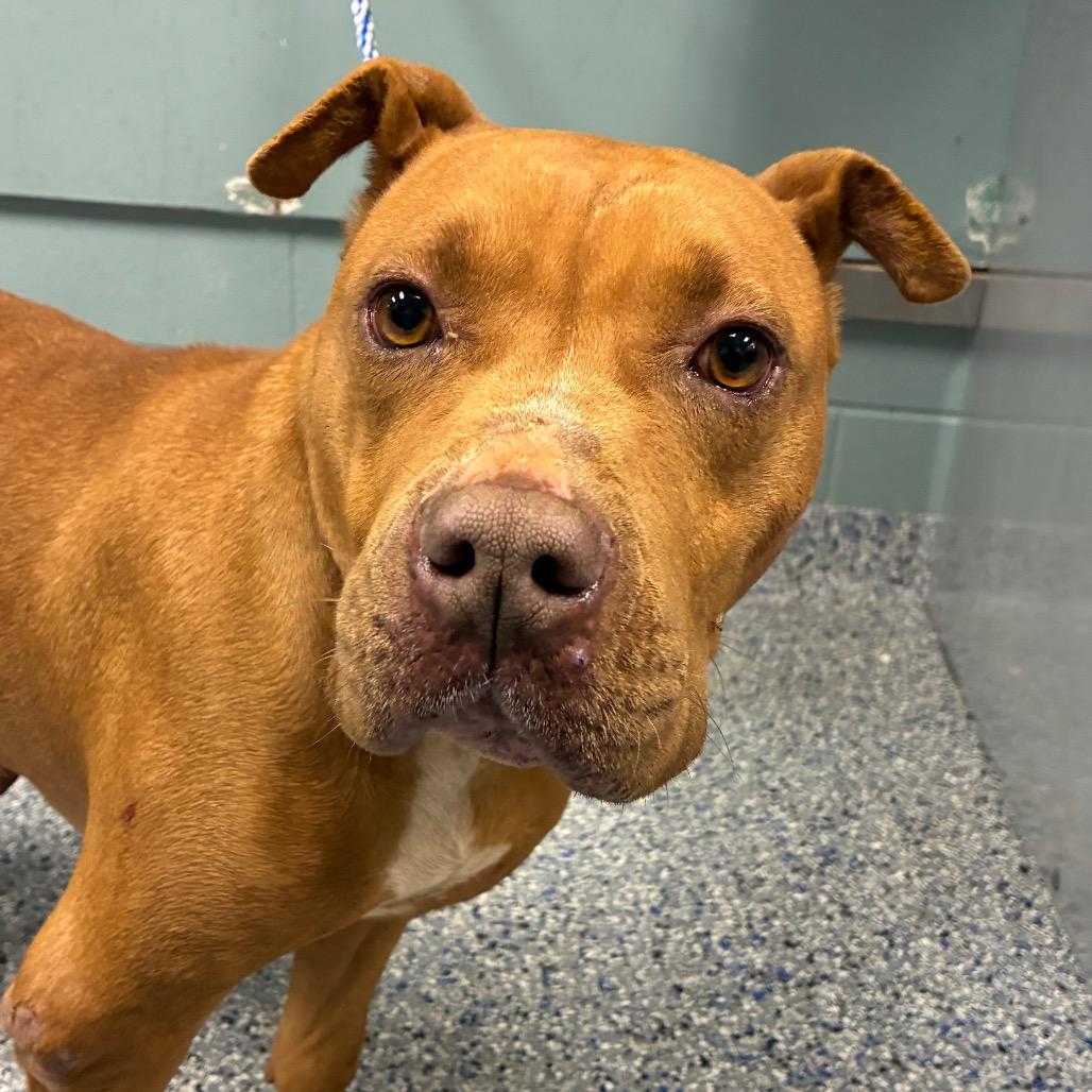 London/Karma, a Adoptable American Staffordshire Terrier in Greenville, SC image 2/6