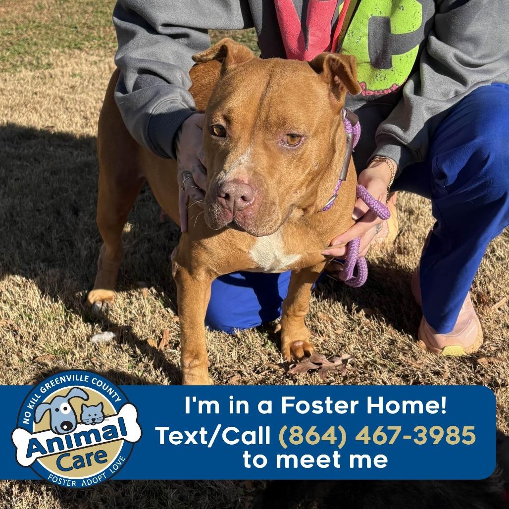 London/Karma, a Adoptable American Staffordshire Terrier in Greenville, SC image 3/6