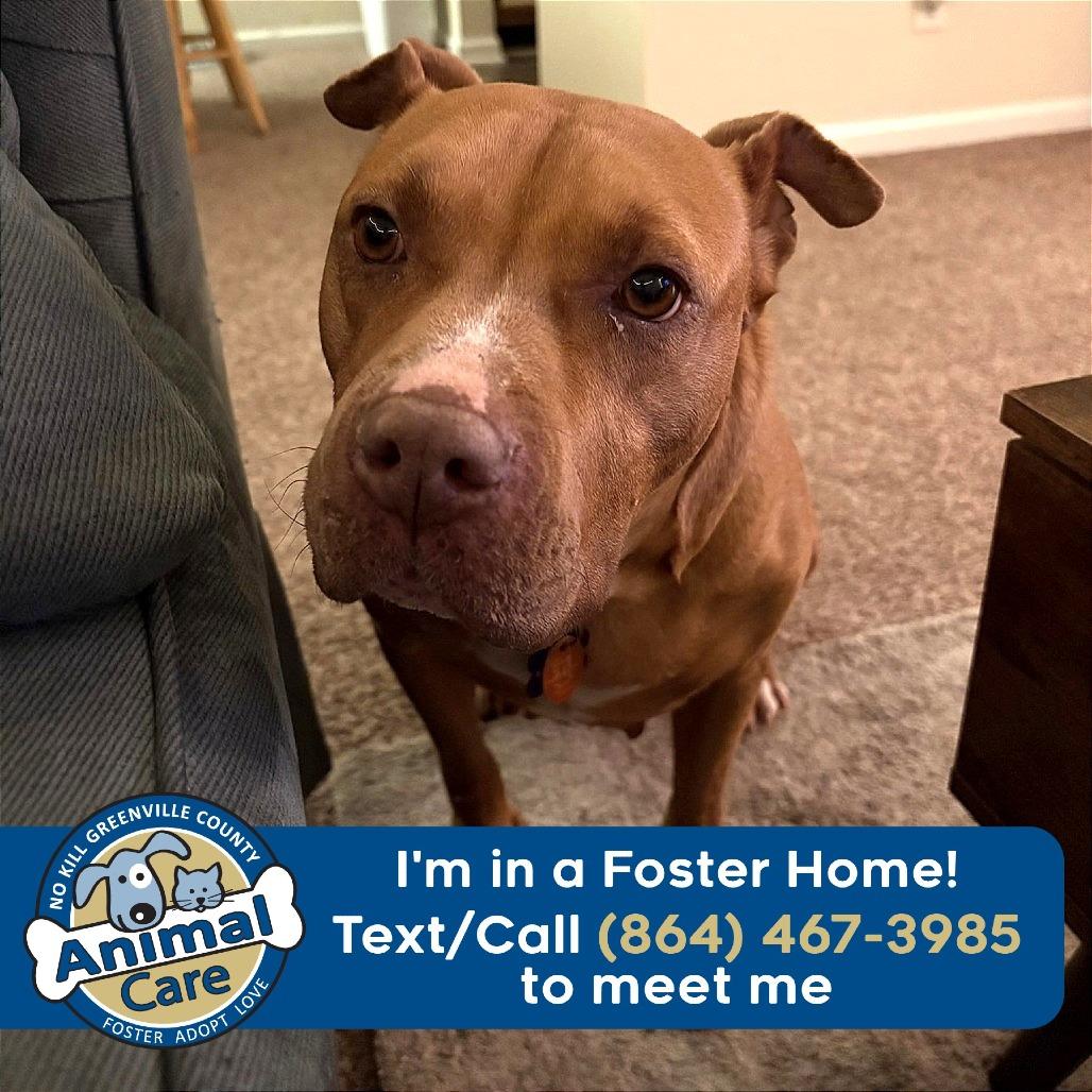 London/Karma, a Adoptable American Staffordshire Terrier in Greenville, SC image 4/6