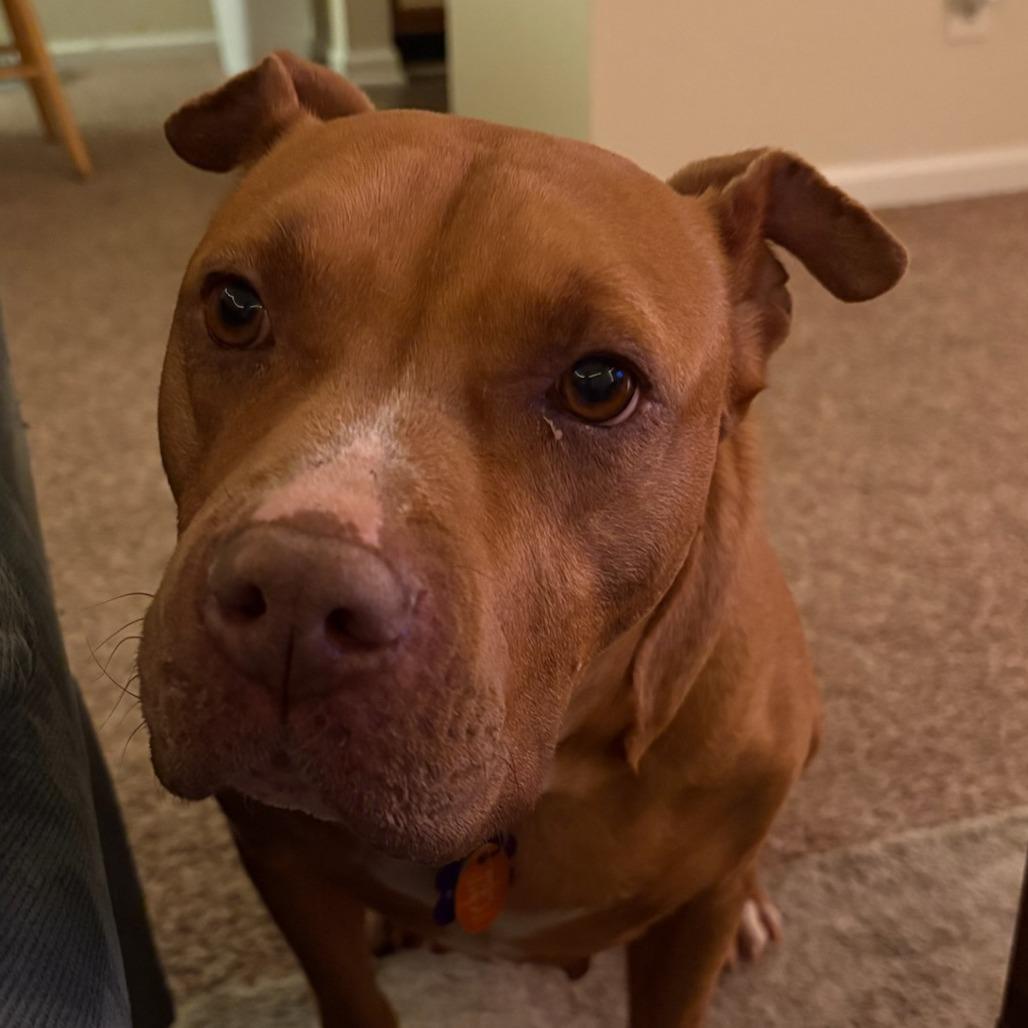 London/Karma, a Adoptable American Staffordshire Terrier in Greenville, SC image 5/6