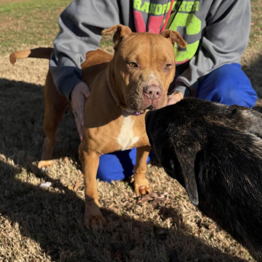 London/Karma, a Adoptable American Staffordshire Terrier in Greenville, SC image 6/6
