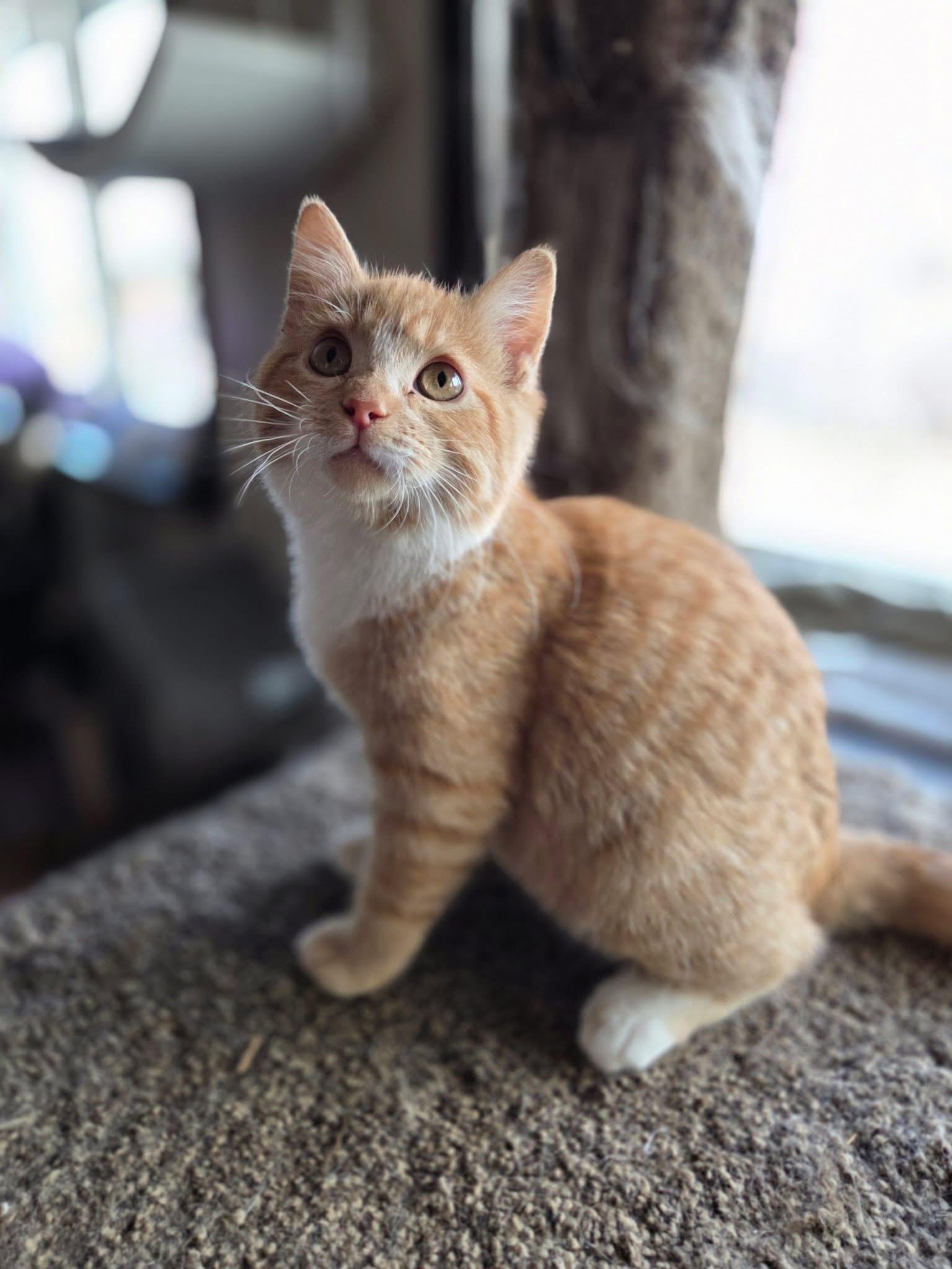 Enlarge Buzz, an adoptable Domestic Short Hair in Manhattan, KS image 1/4