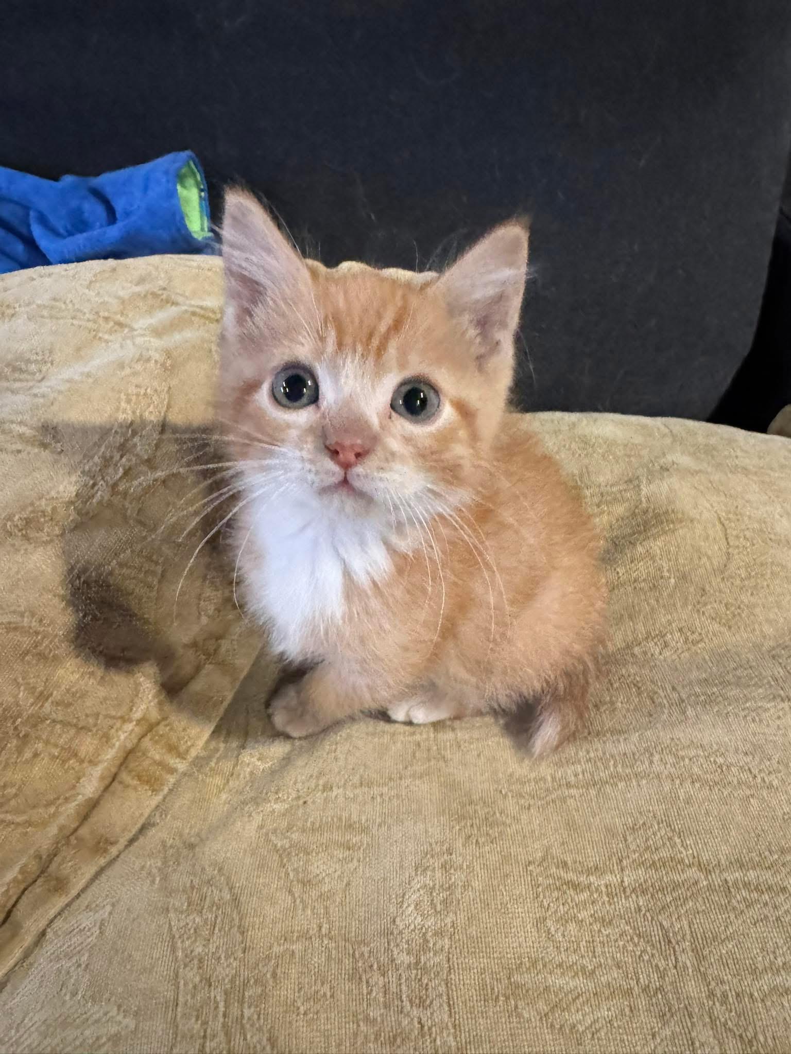 Enlarge Buzz, an adoptable Domestic Short Hair in Manhattan, KS image 4/4