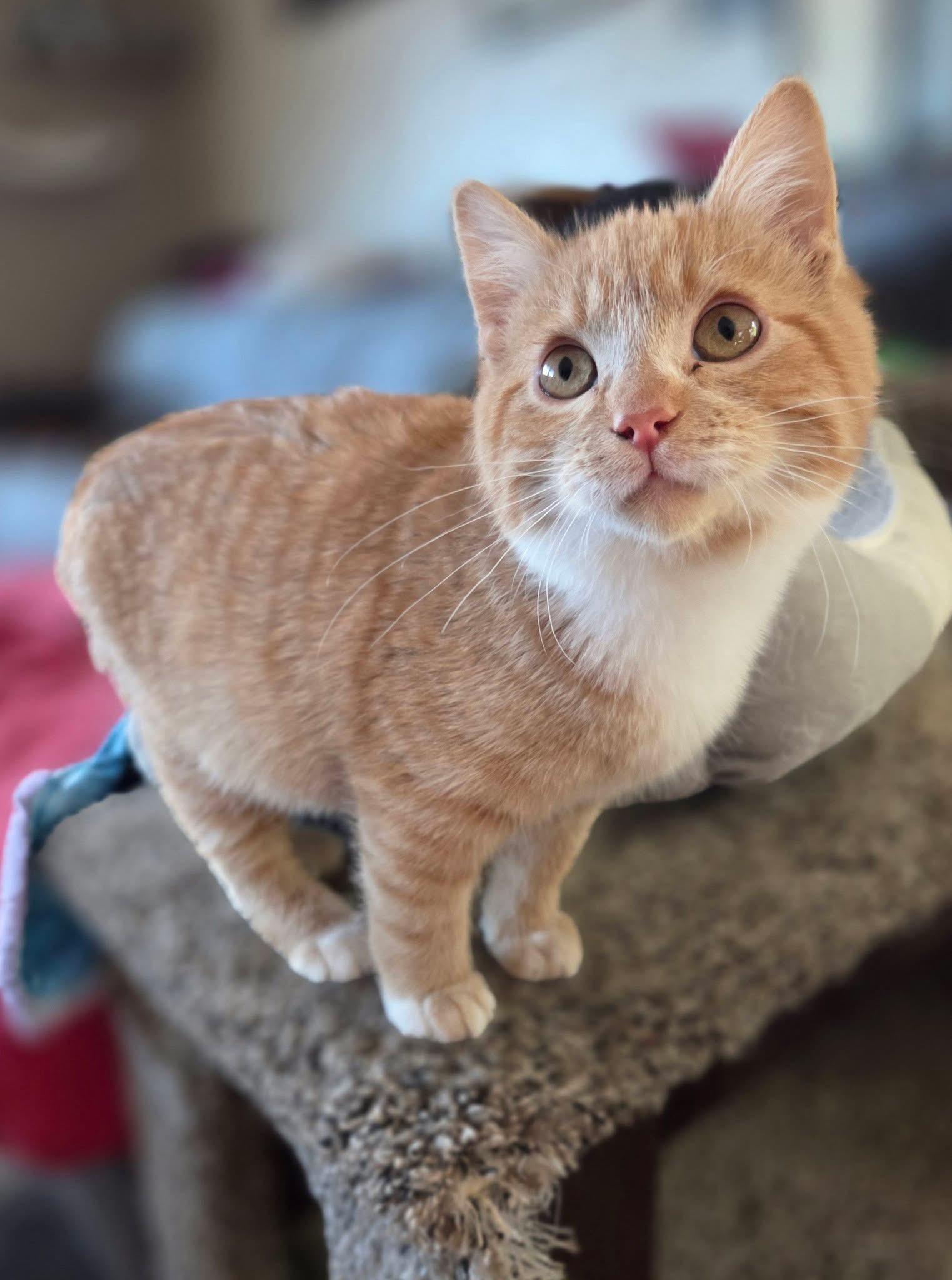 Enlarge Buzz, an adoptable Domestic Short Hair in Manhattan, KS image 2/4