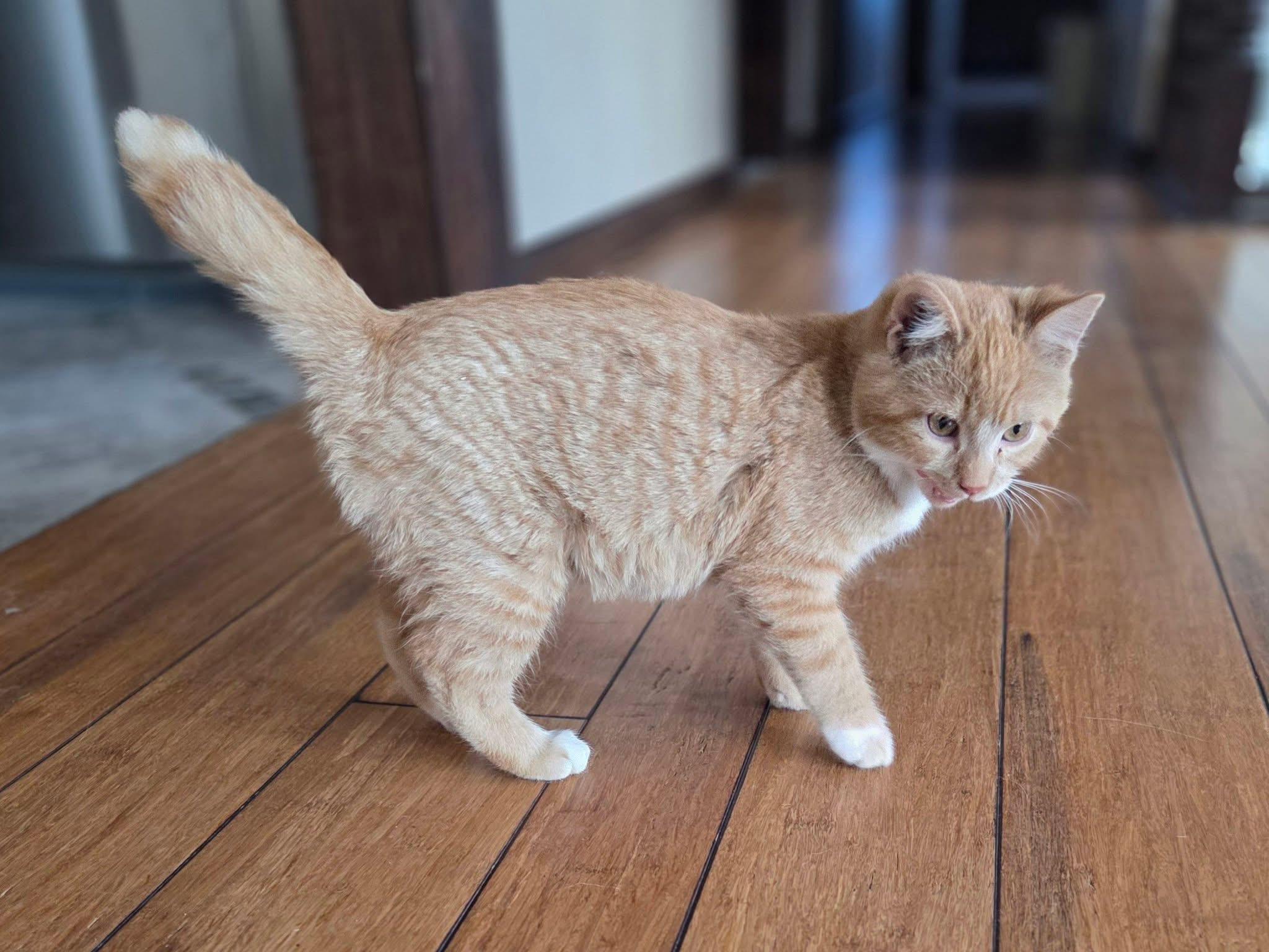 Enlarge Buzz, an adoptable Domestic Short Hair in Manhattan, KS image 3/4