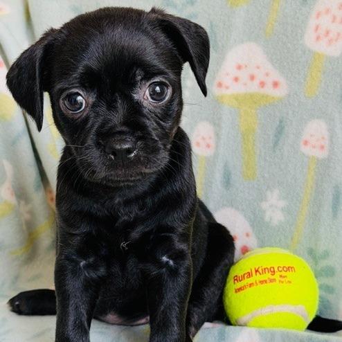 Monica, Adoptable, Puppy Female Chihuahua & Pug.