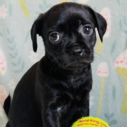 Enlarge Monica, a Adoptable mixed breed in Williston, FL image 2/6